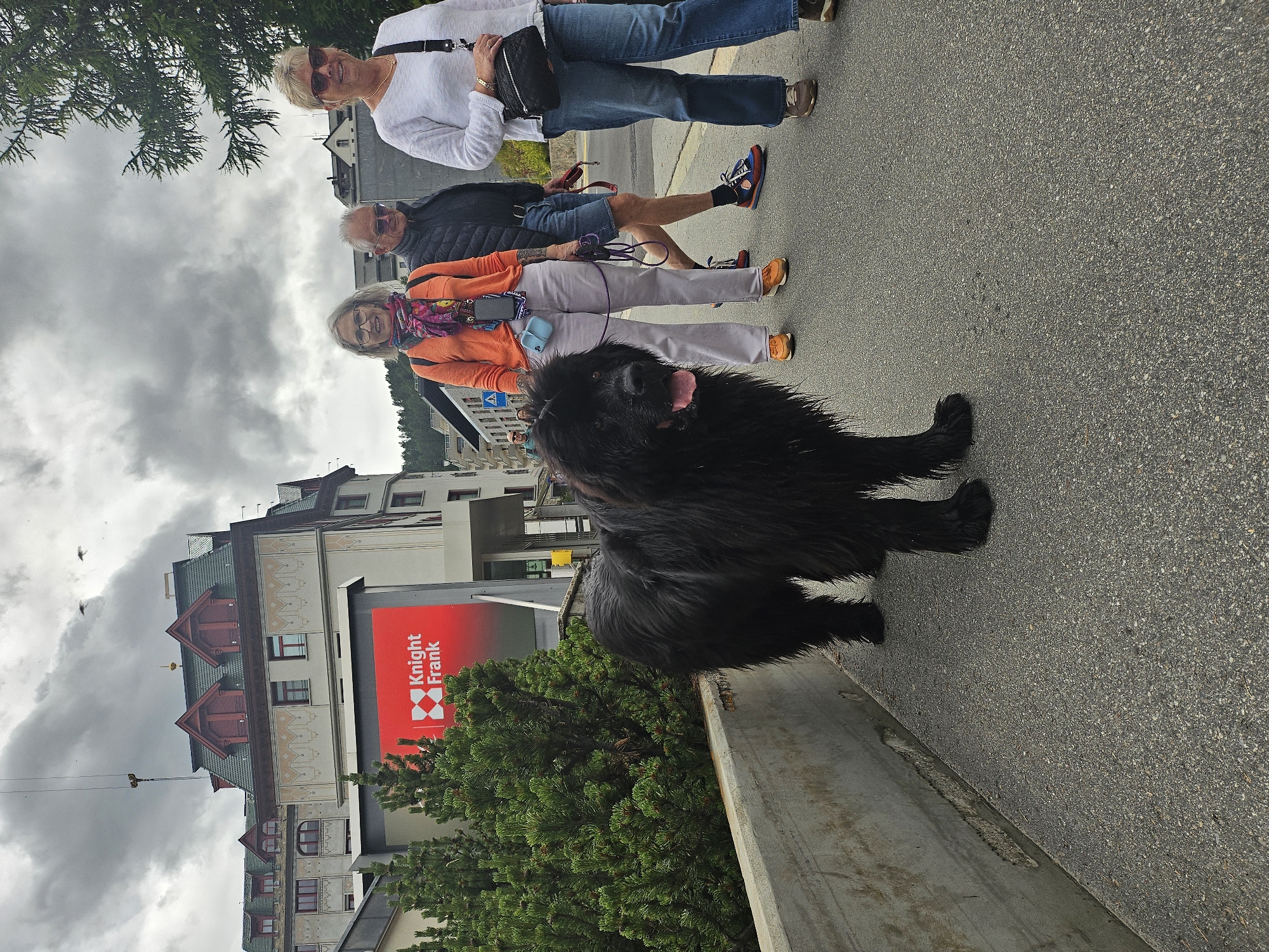 The image shows four people and a large black dog on a paved surface, likely a street, in what appears to be a town. The people are walking in a line, with the dog in front and slightly to the side, facing towards the camera. Two women are at the front, one in a white sweater and jeans, the other in an orange sweater and a colorful scarf. Behind them are a man in a dark jacket and shorts, and another person whose face is not clearly visible.
The dog is a Newfoundland or similar breed, with a thick black coat and its tongue sticking out, suggesting it might be warm or panting. The scene is set against a backdrop of buildings with traditional architecture, including gabled roofs and decorative facades. A prominent red sign with white text is visible on one of the buildings, which reads "Knight Frank".
The sky is overcast with heavy clouds, indicating a potentially gloomy or rainy day. The lighting is diffused, suggesting it's daytime, but not necessarily sunny. The overall mood appears casual, with the group and their dog out for a walk. The presence of the buildings and the sign suggest an urban or semi-urban environment, and the mention of St. Moritz in Switzerland provides a specific location context.