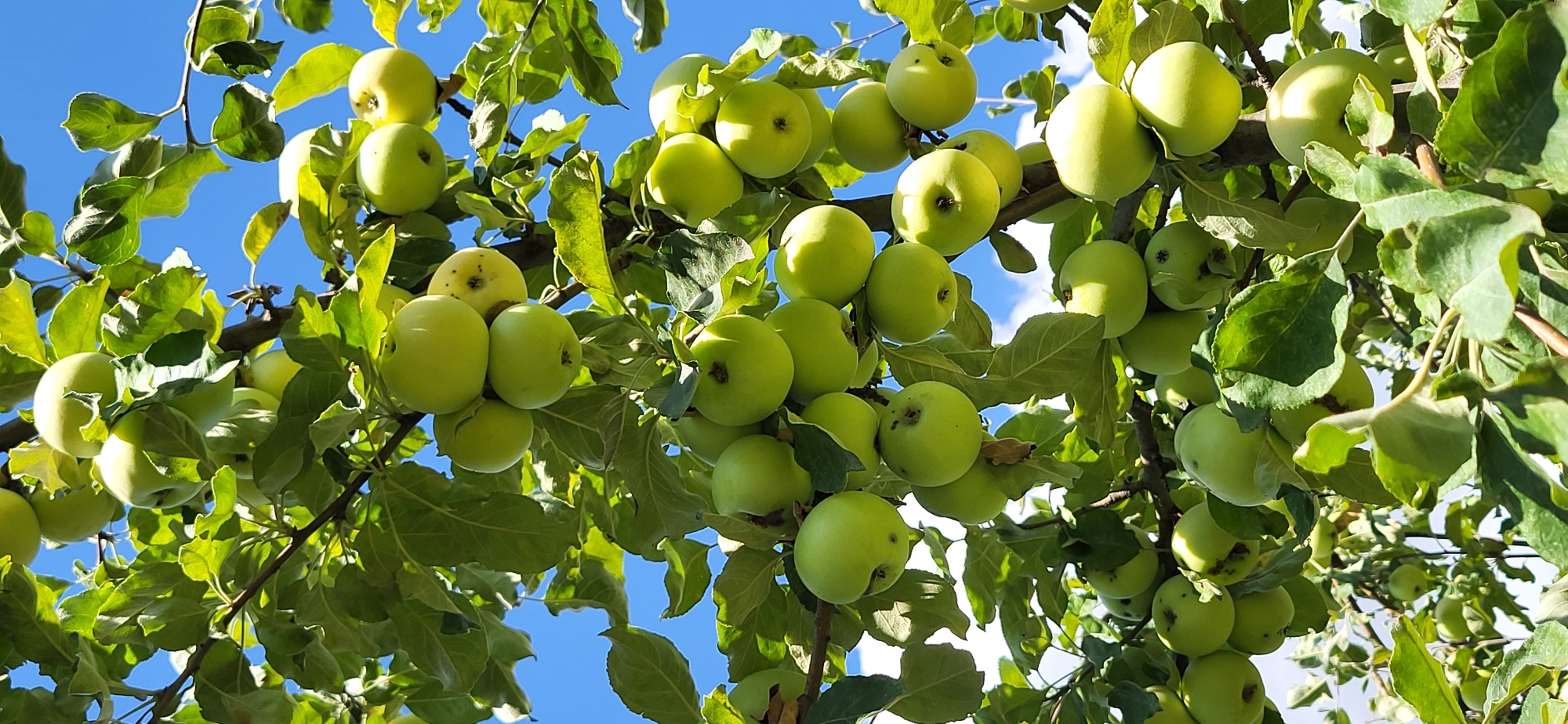 An upward shot of a branch laden with green apples against a bright blue sky. The apples vary in size and ripeness, some appearing firm and round, others slightly misshapen. Green leaves surround the fruit, some catching the sunlight. The scene suggests an orchard, likely in the rural outskirts of Tekeli, Kazakhstan, during the daytime.