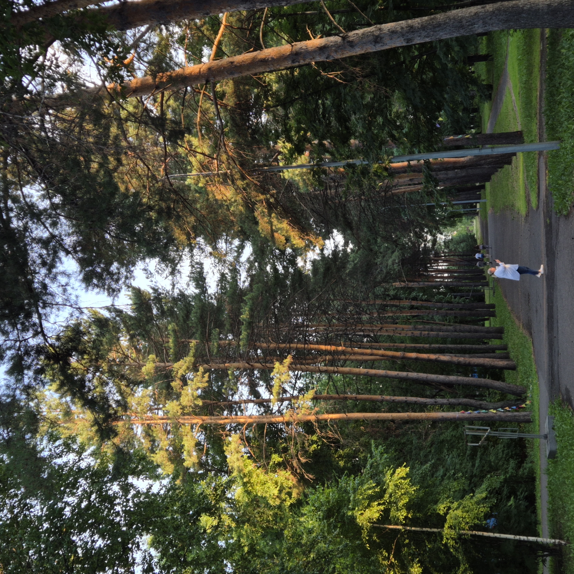 This image depicts a park scene with tall pine trees lining a paved pathway. The pathway curves into the distance, flanked by lush green grass. In the mid-ground, a person in a white shirt and dark pants is walking away from the camera, while another person in a blue shirt is visible further down the path. The sunlight filters through the dense foliage, creating a warm, dappled light effect, suggesting it is either early morning or late afternoon. The overall atmosphere is peaceful and serene, typical of a park setting. There is no visible text in the image. The presence of a few colorful flags strung between trees suggests a possible event or celebration taking place, or that it is a common decoration in this park.