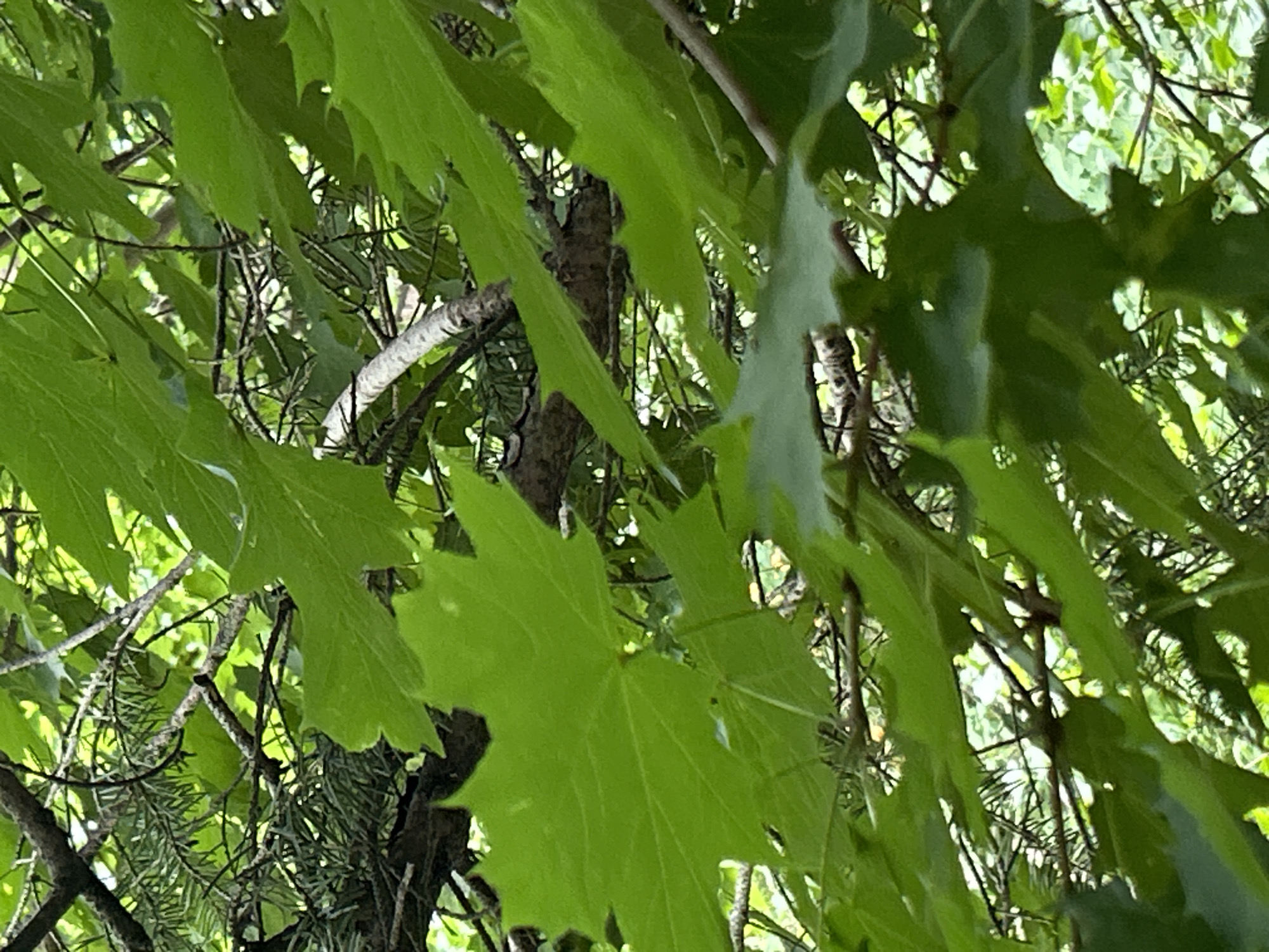 An image shows a close-up view of dense green foliage with various tree branches and leaves. In the center of the image, a small bird is perched on a branch, partially obscured by leaves. The bird has dark plumage with some lighter markings on its head and chest. The leaves are predominantly large and broad, with serrated edges, suggesting they belong to a deciduous tree like a maple. Interspersed are some finer, needle-like leaves from what appears to be a coniferous tree. The overall impression is one of a natural, wooded environment. The image does not contain any visual information that could be used to determine its location within Zelenograd, Russia, or any other specific geographic area.