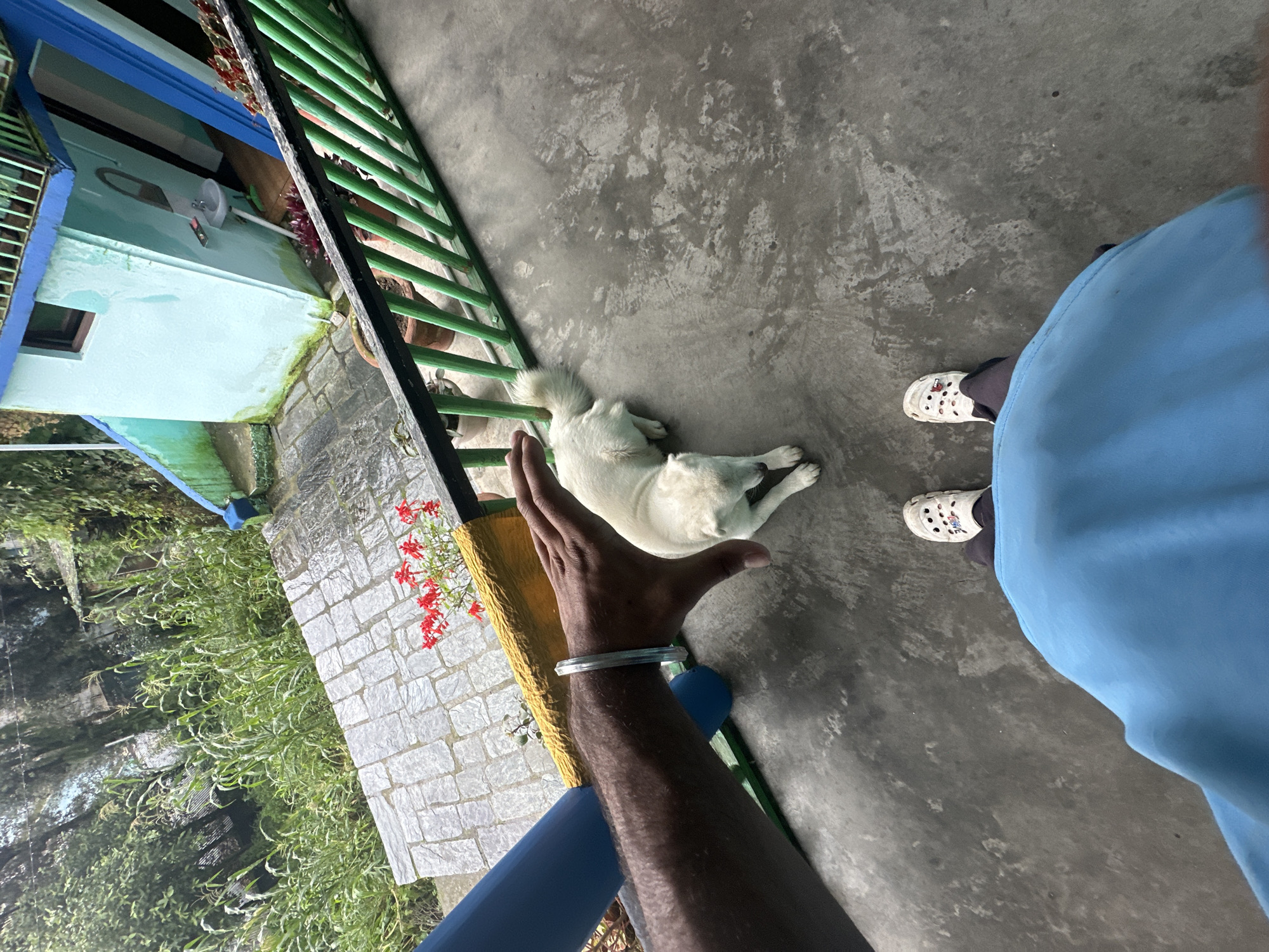 The image depicts a first-person perspective of a person on a concrete porch. A white dog is lying down on the porch, and the person's hand is resting on the dog's back. The person is wearing white Crocs and dark pants. In the background, there is a light blue building with green railings. Red flowers are visible in a planter on a stone walkway. The environment appears to be outdoors, possibly in a humid or rainy climate, given the dampness of the porch.