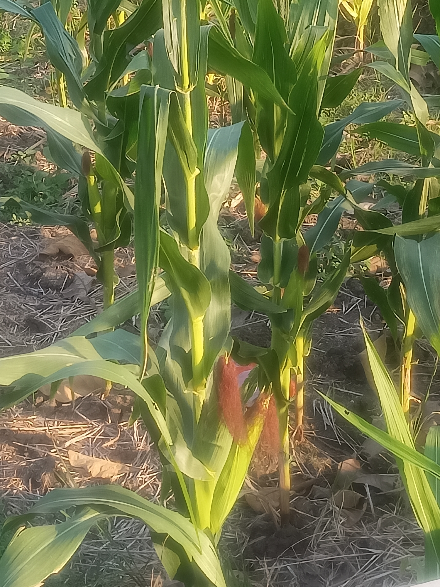 The image shows a close-up view of corn stalks in a field. The corn stalks are tall and green with large leaves. Some of the stalks have developing ears of corn, which are covered in reddish-brown silk. The ground is covered with dry grass and some fallen leaves. The lighting suggests it is either early morning or late afternoon, with the sun casting long shadows. The scene appears to be in an agricultural area, likely in Nganti, Indonesia, as suggested by the context. There are no people or animals visible in the image, and no specific actions or interactions are depicted. The focus is solely on the corn plants and their immediate surroundings.