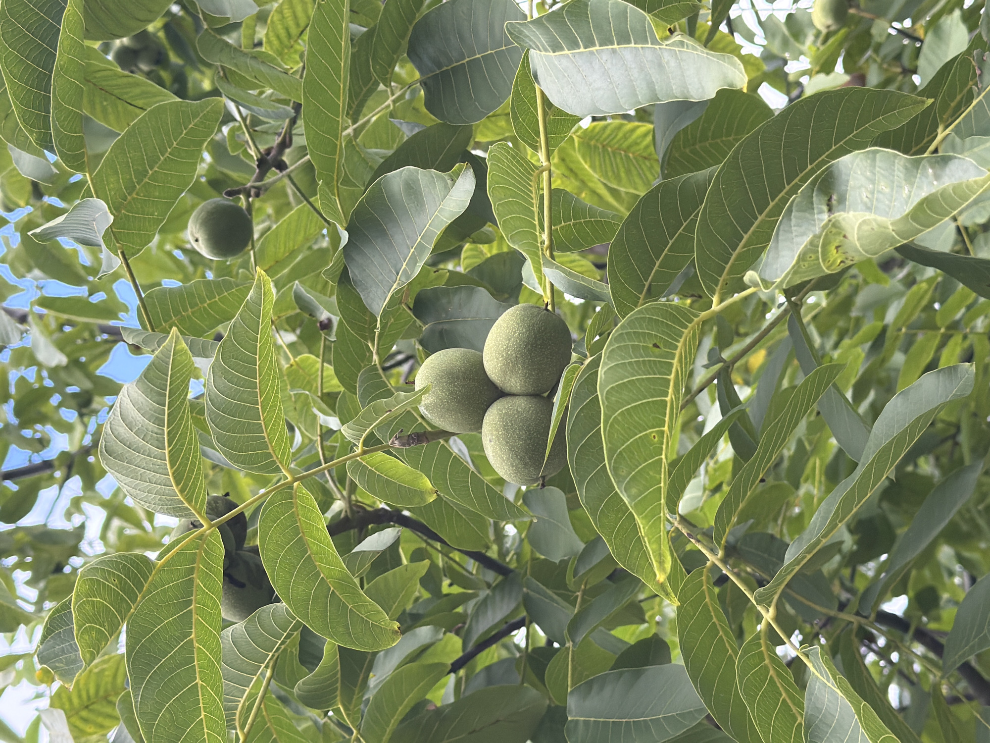 The image shows a close-up view of a walnut tree with several green, unripe walnuts hanging among its large, compound leaves. The leaves are a vibrant green with prominent veins. The walnuts are clustered in groups, with one visible cluster of three in the center of the frame and others scattered throughout. The background is filled with more leaves and glimpses of a blue sky. The scene appears to be outdoors, likely in a natural setting within the city of Szczecin, Poland, given the context of the request. There are no people or animals visible in the image, and no discernible action is taking place. The focus is on the foliage and developing fruit of the walnut tree.