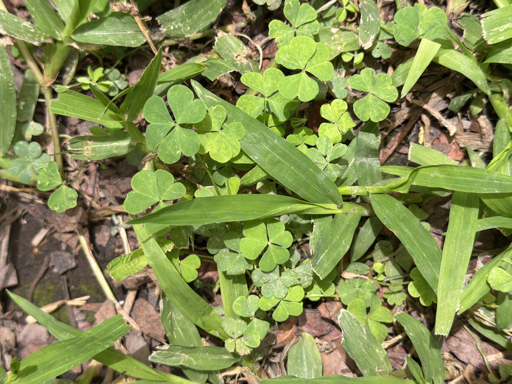 The image shows a patch of grass and clover growing in Cuautla, Mexico. The grass blades are long and green, and the clover has three-leafed stems. There are brown leaves and mulch visible beneath the vegetation. The lighting suggests it is daytime. There are no people or other identifiable subjects visible. The plants are interacting with their environment.