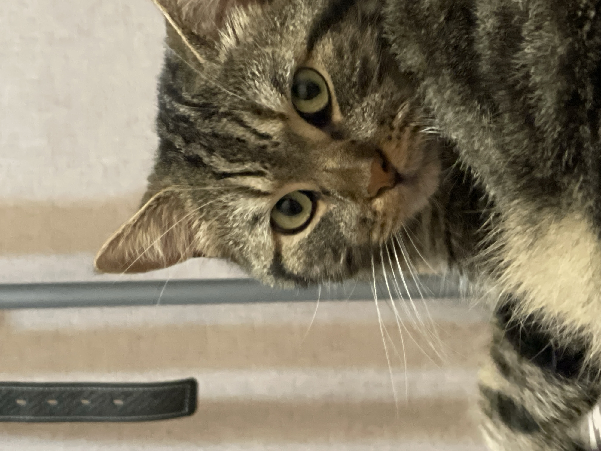 A close-up, eye-level shot focuses on a tabby cat's face. The cat has green eyes and is looking directly at the camera. Its fur is a mix of brown, black, and tan stripes. The background is blurred, showing vertical stripes in a pale, peachy color, and a dark vertical object on the left, possibly a strap from a bag. A thin, gray pole is visible behind the cat's head. The image appears to be taken indoors, in a residential setting. There are no visible elements that would indicate a specific location within the city of Cherkasy, Ukraine.