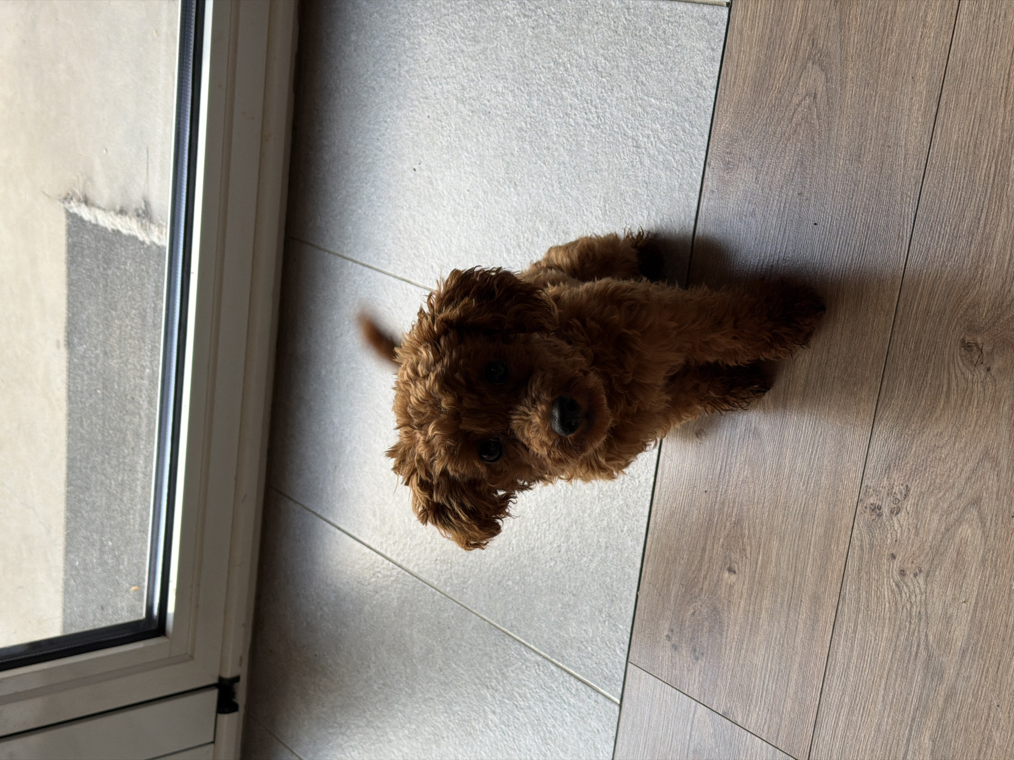 A light brown poodle puppy sits on a floor split between grey tiles and wood-look laminate. The puppy is positioned in the foreground, facing the camera directly, with its head tilted slightly. It has dark eyes, a dark nose, and curly fur. The background shows a portion of a doorway with a white frame and a sliver of an outdoor area visible through the glass. The overall lighting suggests it is daytime. No specific location in Sofia, Bulgaria is discernible from the image.