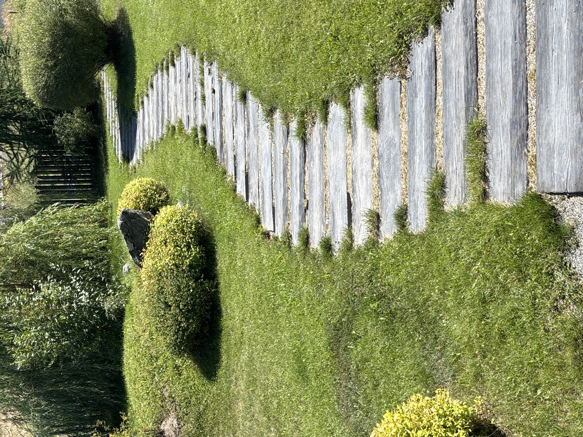 The image depicts a garden path made of rectangular stone slabs interspersed with grass and small pebbles. The path winds through a well-maintained lawn, bordered by various types of greenery, including lush bushes with yellow-green foliage and larger, more mature trees with dense canopies. In the background, a wooden fence and more trees are visible. The lighting suggests it is a sunny day. The specific location is identified as Zvenigorod, Russia. There are no people or animals present in the scene.