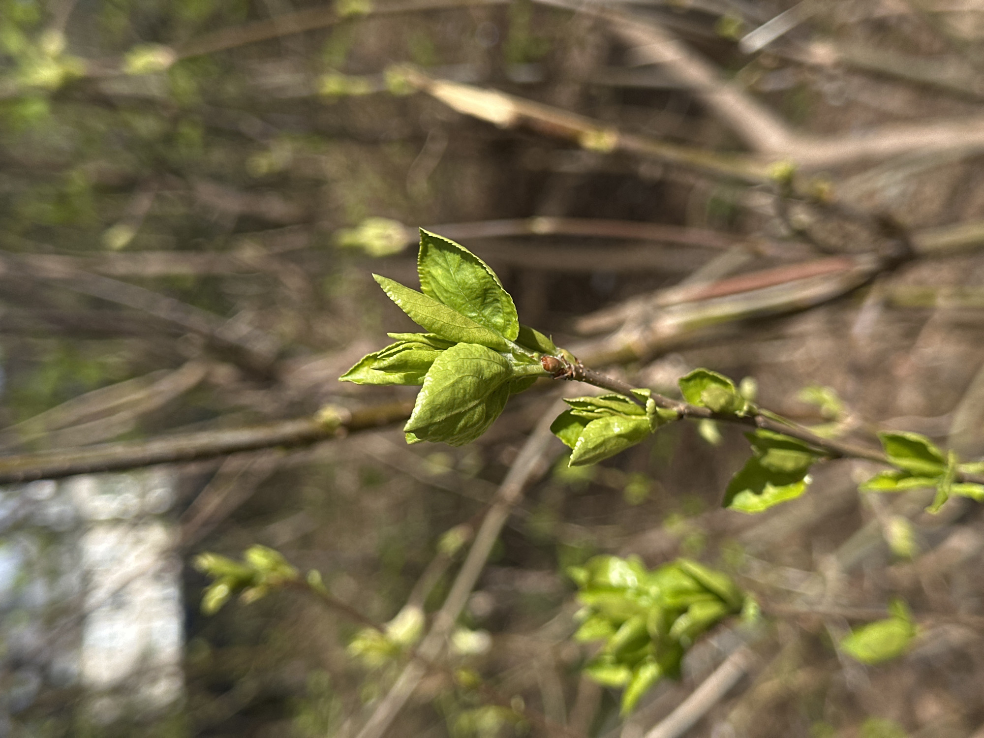 A close-up captures a branch with emerging green leaves against a blurred background of more branches and foliage. The location is not possible to determine based on the provided image. The focus is on the newly sprouted leaves, highlighting their vibrant green color and delicate texture. The lighting suggests it is daytime with sunlight illuminating the scene. The branch is thin and brown, contrasting with the fresh green leaves. The background consists of a tangle of brown branches, out of focus, and hints of green foliage, creating a depth of field that emphasizes the main subject.