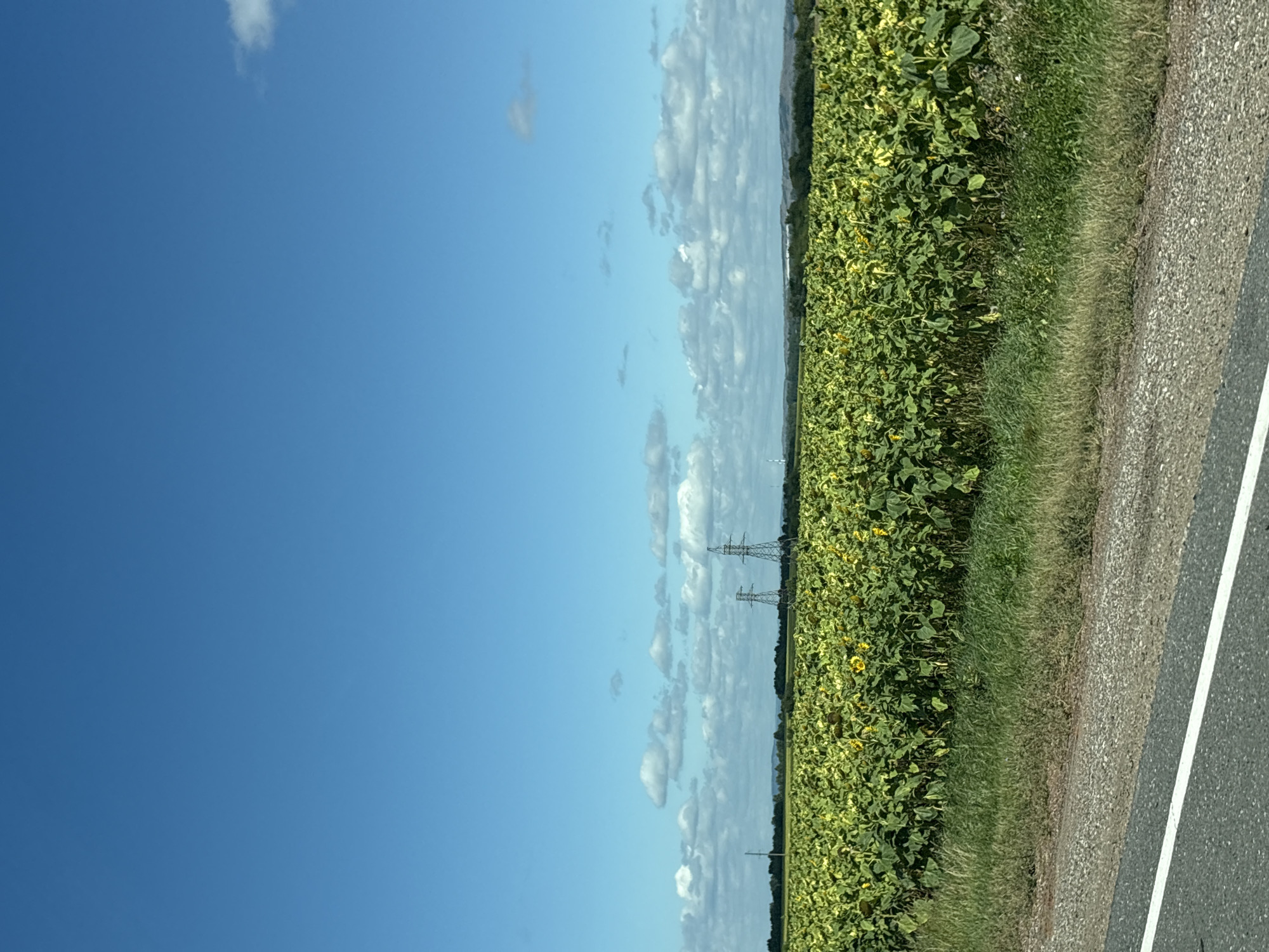 A vast field of sunflowers stretches across the landscape under a bright blue sky with scattered white clouds. The sunflowers, mostly turned away from the camera, are a mix of green foliage and yellow petals, some appearing to droop. In the middle ground, two tall, lattice-like power transmission towers stand out against the horizon, with a third, single pole structure visible to their left. A line of trees forms a dark green band behind the sunflower field. In the foreground, a strip of green grass with some dry patches borders a paved road marked with a white line. The scene appears to be an agricultural area, likely in a rural setting. The specific location within the city of Каран, Russia, is not identifiable from the visual information provided in the image.