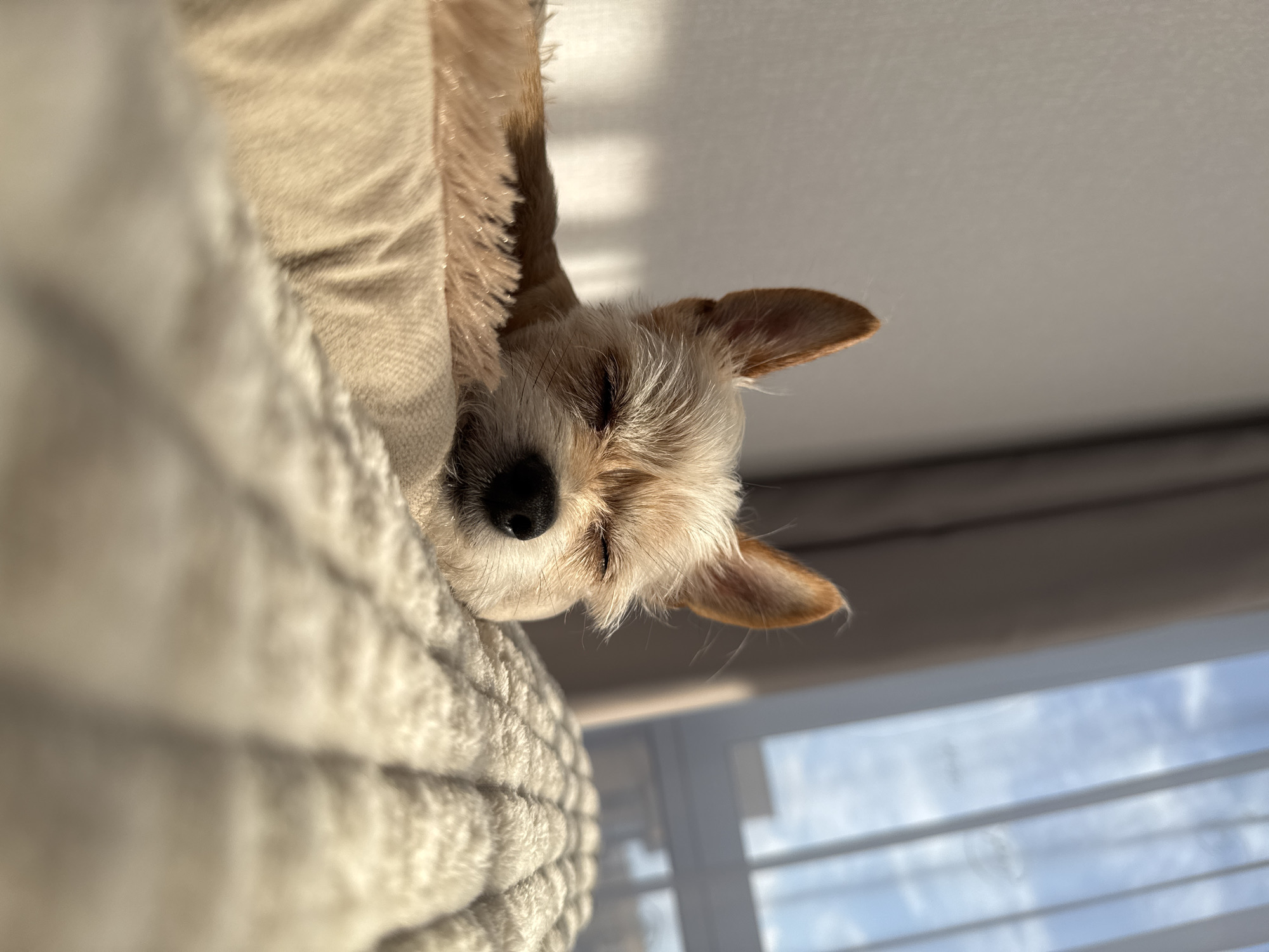 In this close-up, low-angle shot, a small dog sleeps on a textured, cream-colored surface that appears to be a blanket or rug. The dog, likely a terrier mix, has light brown and white fur, with its eyes closed in deep sleep. Its ears are perked slightly, and its black nose is visible. The dog is partially covered by a tan, fuzzy material, possibly a blanket or part of the dog's bedding, which has a fringe detail along its edge.
The lighting suggests it is daytime, with sunlight casting shadows on the dog and the surface it's resting on, creating a warm and cozy atmosphere. The background is slightly out of focus, showing horizontal blinds of a window with a blue sky and clouds visible through them. This indicates the dog is likely indoors, near a window. The overall mood of the image is peaceful and serene, capturing a moment of quiet rest for the animal. There is no visible text in the image.