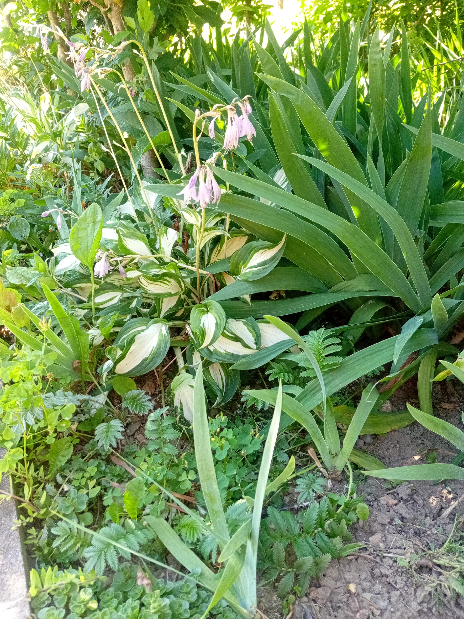 A high-angle medium shot captures a garden bed in Tiachiv, Ukraine, bathed in bright, natural sunlight. The foreground is dominated by lush green foliage, including a variegated hosta plant with creamy white and green leaves. Tall, sword-like green leaves of an iris plant flank the hosta. Delicate, pale pink flowers on long, slender stems emerge from the hosta, some drooping slightly. The ground beneath the plants is a mixture of dark soil and scattered leaf litter. The background features more dense green foliage and the blurred trunks of trees, suggesting a natural, well-established garden setting. No people or animals are visible.