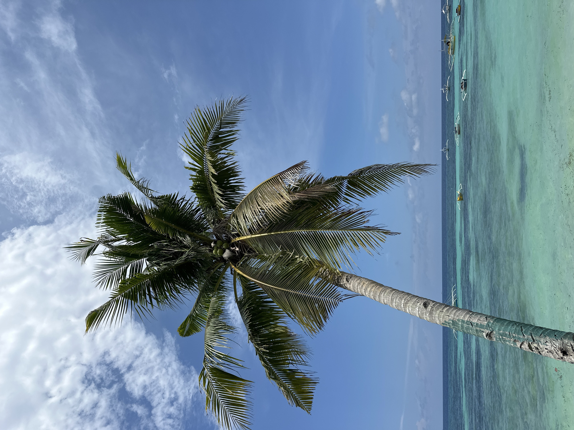 This image depicts a tropical beach scene in Panglao, Philippines. The foreground is dominated by a leaning palm tree with lush green fronds and visible coconuts. The trunk of the palm tree has a section painted with green and white. Beyond the palm tree, the crystal-clear turquoise water stretches out to the horizon. Several traditional outrigger boats, known as "bancas," are scattered across the shallow, transparent sea. The sky above is a vibrant blue, dotted with scattered white clouds, suggesting a sunny day. The shallow water reveals the sandy seabed below, with small shadows of aquatic life. The overall impression is one of a serene and idyllic beach location.