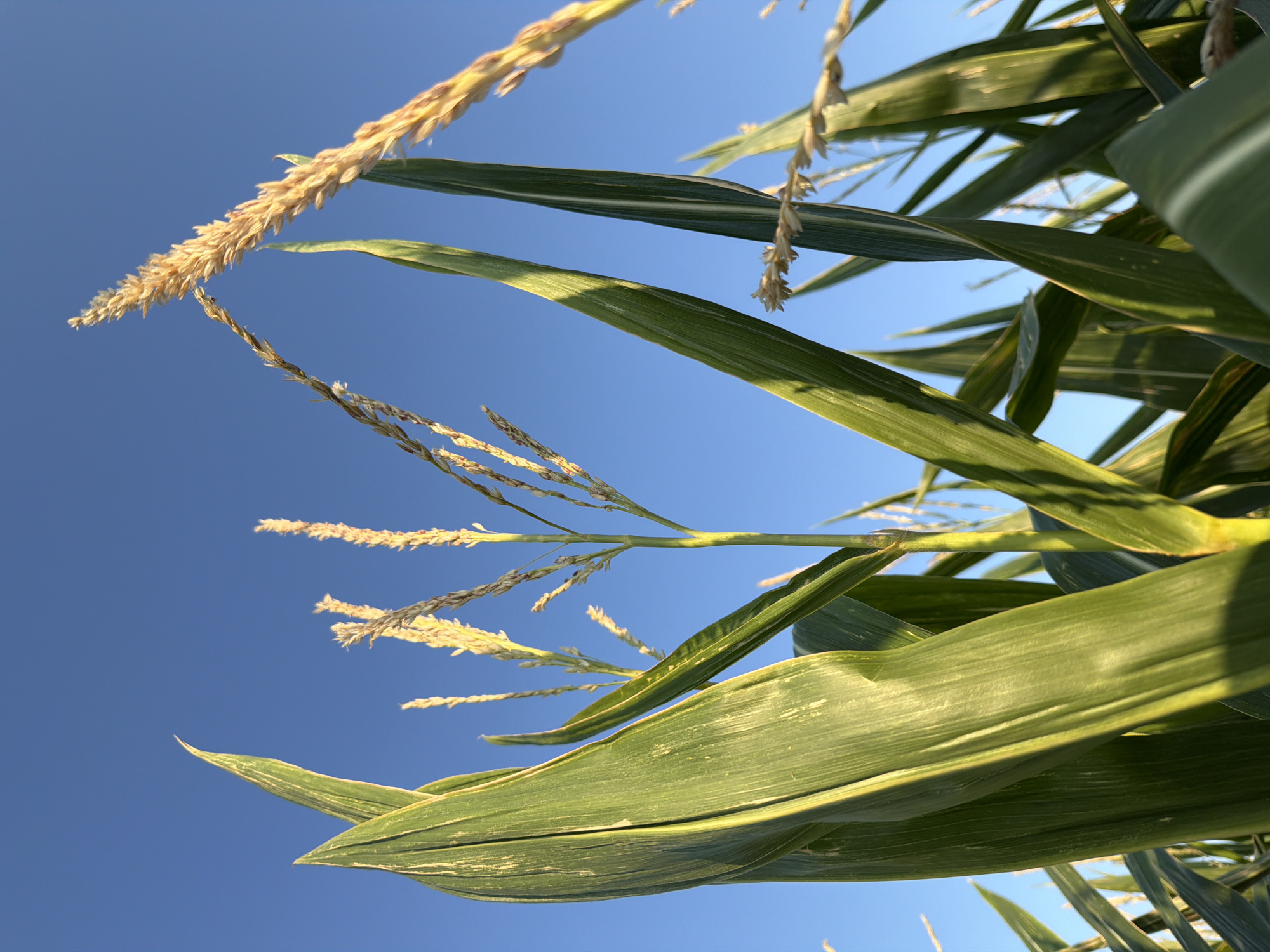This is a low-angle shot looking up at corn stalks and their tassels against a clear blue sky. The corn leaves are vibrant green with some lighter green or yellowish streaks, suggesting variegation or sun exposure. The tassels, which are the male flowers of the corn plant, are dry and straw-colored, indicating a stage of maturity. Some of the tassels are sharp and in focus, while others are softer. The overall impression is of a sunny day in a cornfield, possibly during late summer or early autumn. The location is specified as Melick, Netherlands. There are no people or animals visible in the image. The scene is peaceful and natural, focusing on the growth and development of the corn plants.