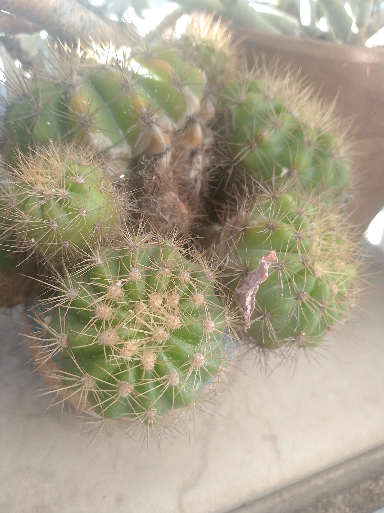 The image shows a cluster of green cacti with sharp, brown spines. The cacti are tightly packed together, and some have a fuzzy, brown coating around their base. A dried, brown leaf-like structure is attached to one of the cactus stems. The background is out of focus, but appears to be a light-colored surface, possibly a table or windowsill, with a brown pot visible to the upper right. The lighting suggests it is daytime, with some sunlight illuminating the spines and causing a slight glare. There are no people or animals present in the image, and no specific location in Caracas, Venezuela, can be identified from the visual information provided.