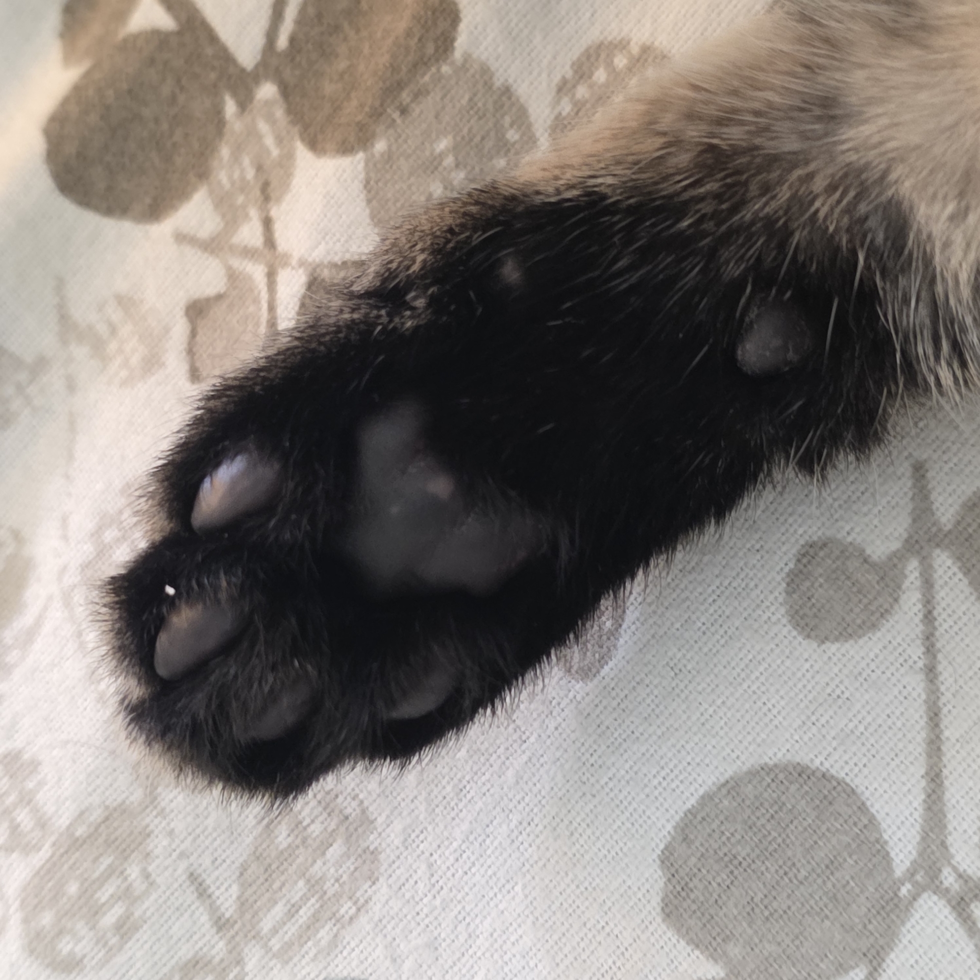 The image is a close-up shot of a cat's paw resting on a textured, light-colored surface with a floral pattern. The paw is predominantly black with dark fur, and the paw pads are clearly visible and appear to be a dark, fleshy color. There are individual toe pads and a larger, central pad. Some lighter-colored fur is visible along the edges of the paw, blending into the darker fur. The background fabric has a subtle repeating pattern of circular shapes and stems, possibly representing stylized flowers or leaves, in a muted brown or grey tone. The lighting appears to be soft and diffused, suggesting an indoor setting. There is no visible text in the image. The focus is entirely on the detail and texture of the cat's paw and the surface it rests on.