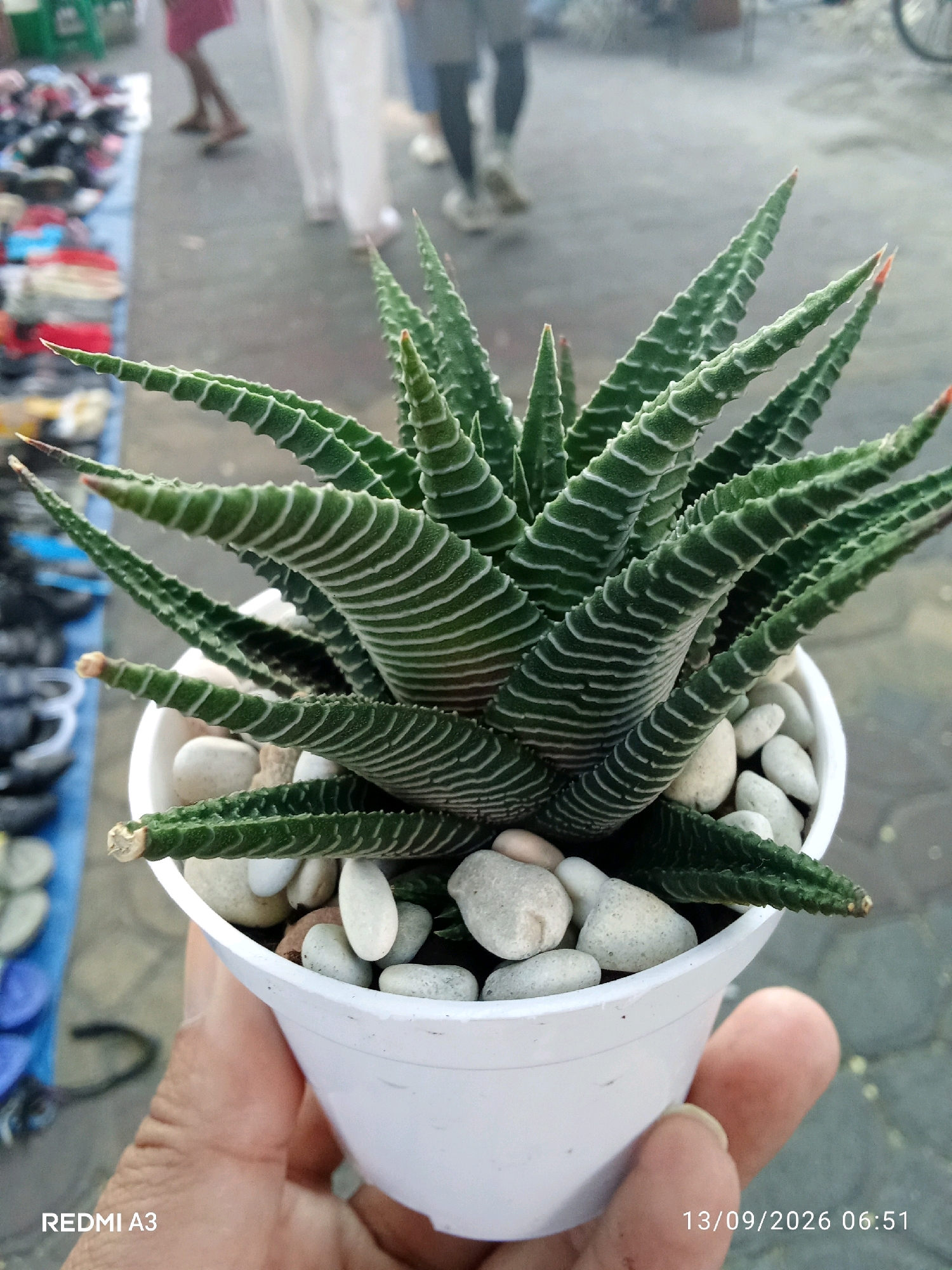 A person is holding a white pot containing a Haworthia fasciata succulent plant. The succulent has pointed, dark green leaves with prominent white horizontal stripes. The pot is filled with small, smooth, white stones. In the background, a market scene unfolds with stalls of goods, including footwear, and several blurred figures of people walking. The ground appears to be paved. The timestamp "13/09/2026 06:51" and "REDMI A3" are visible in the lower right and left corners of the image respectively, suggesting the photo was taken on September 13, 2026, at 6:51 AM.