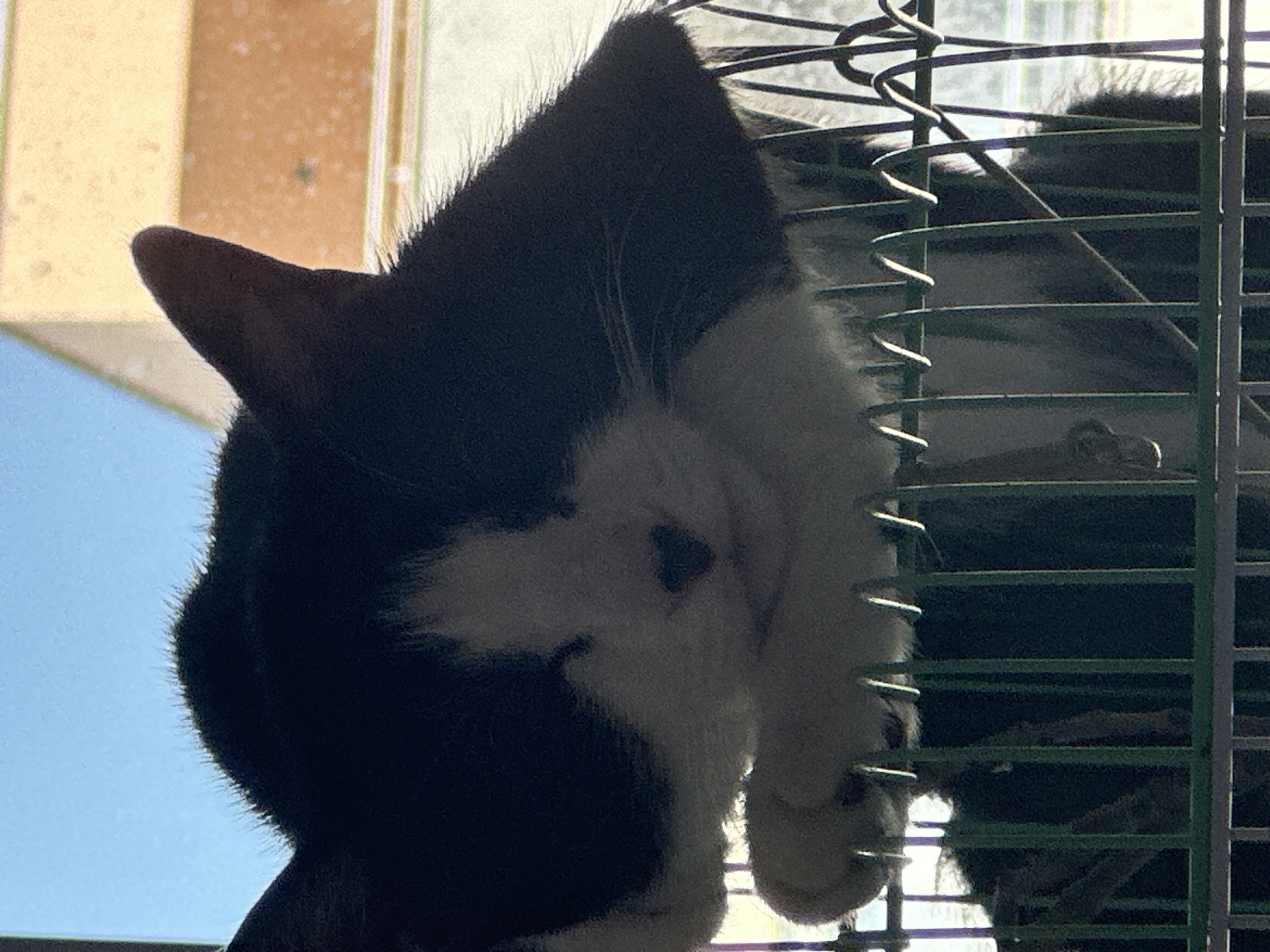 The image shows a black and white cat sleeping in a cage. The cat is resting on its paws, with its head down and eyes closed. The cage is made of green metal bars and is placed in front of a window, through which daylight can be seen. In the background, there is a blurry view of buildings. The cat appears to be in a relaxed state, possibly at a residential building in Budva, Montenegro.