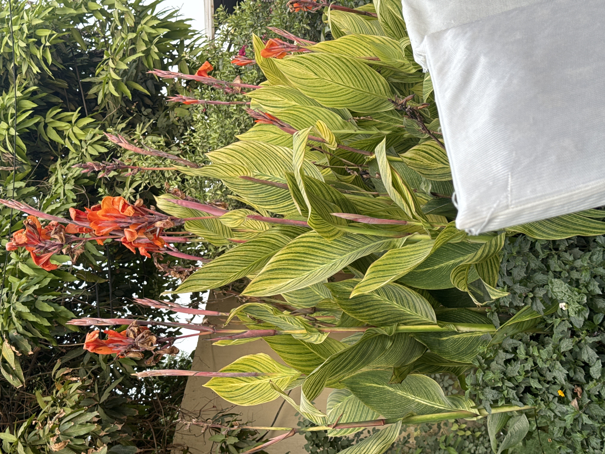 The image depicts a garden scene, likely in Justice Colony, Pakistan, featuring lush vegetation. A canna plant with distinctive striped green and yellow leaves is prominently displayed, interspersed with orange flowers on long stalks. Various other types of greenery form a backdrop, including what appears to be a tree with numerous small leaves and a dense ground cover. A corner of a white fabric or sheet is visible in the upper right corner of the image, partially obscuring the scene. There are no people visible.