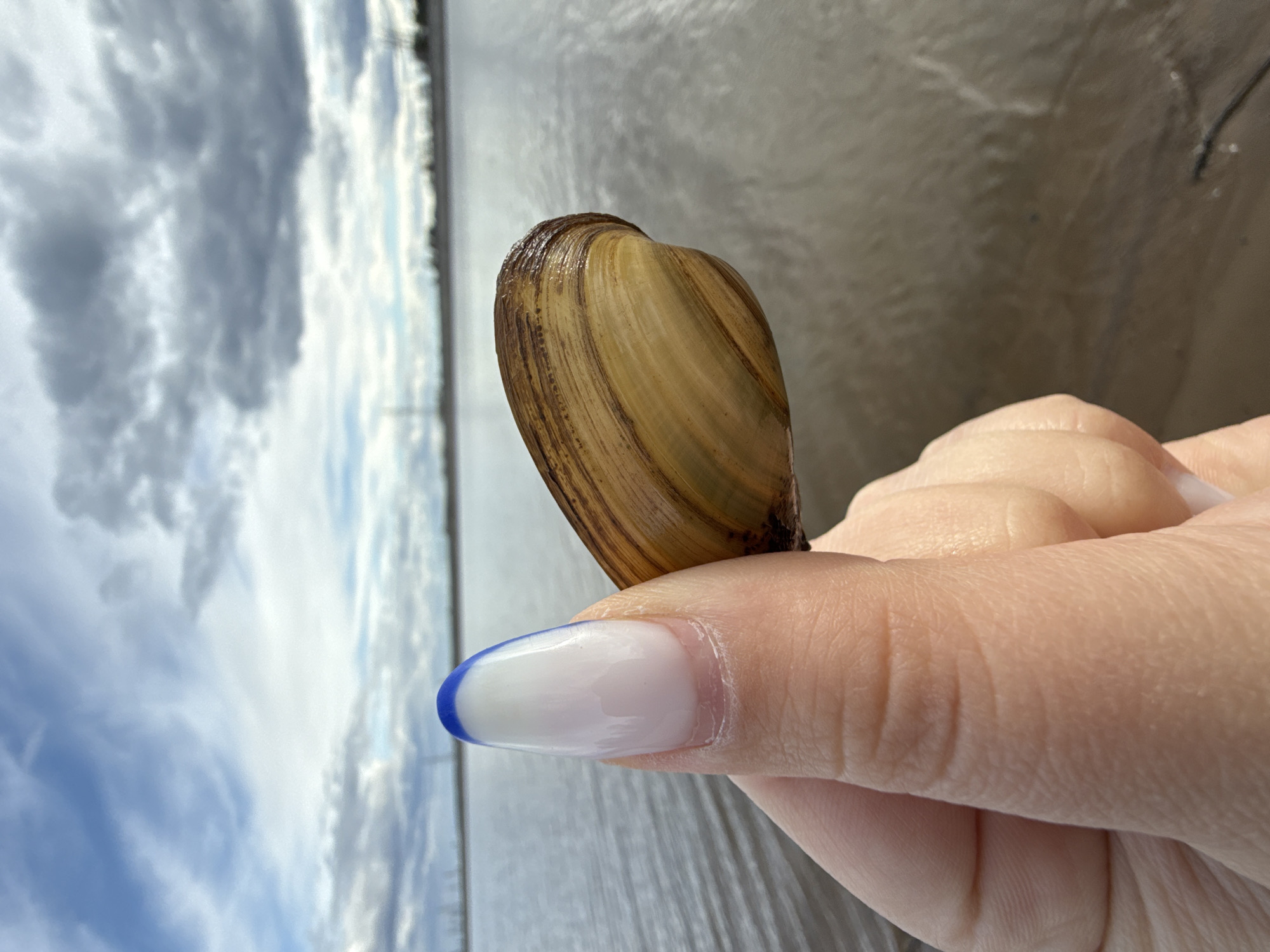 A hand holds a clam shell against a backdrop of water and cloudy sky. The thumb has a white nail with a blue tip. The shell is brown and yellow with vertical stripes. The scene appears to be taken outdoors, near a body of water with reflections of clouds in the sky. The location in the city of Chaikovsky, Russia is not determinable from the visual information in the image.