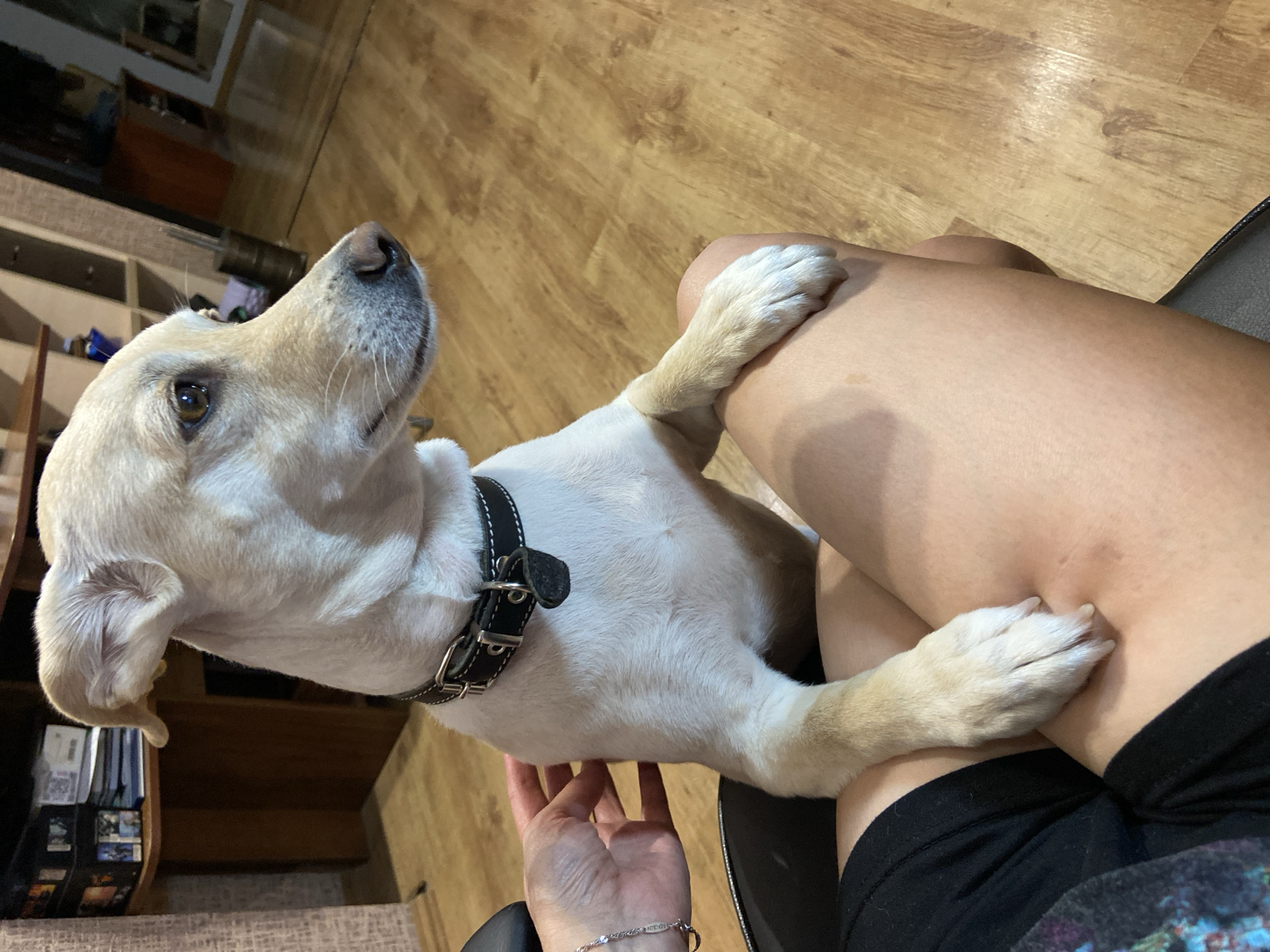 A light-colored dog with a black collar is sitting on a person's lap indoors, with its front paws resting on the person's thighs. The dog is looking to the right. A hand with a bracelet is visible on the left, gently touching the dog's neck. The environment appears to be a room with wooden flooring and furniture in the background. There is no visible indication of the specific location within the city of Tuymazy, Russia.