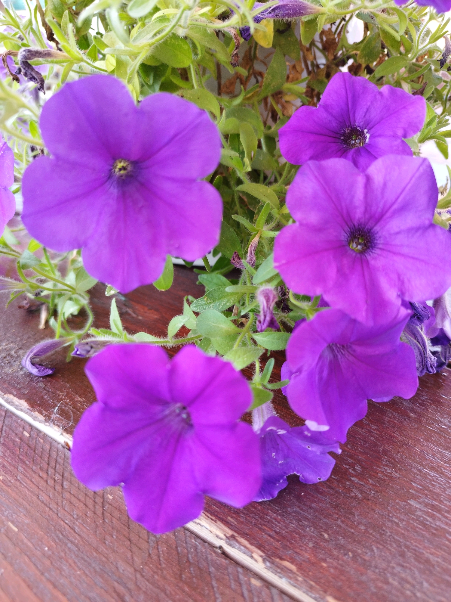 This is a close-up, eye-level photograph of several vibrant purple petunias. The flowers are the primary subjects, with their trumpet-shaped blooms and green, slightly fuzzy foliage filling most of the frame. The flowers are arranged in a cluster, with some in sharp focus and others blurred by shallow depth of field. The petals are a rich, deep purple, with darker veins radiating from the center. The centers of the open flowers reveal a dark, almost black, stamen. Some unopened buds and wilting petals are also visible, adding to the natural, organic feel of the scene.
The flowers are resting on a weathered wooden surface, which appears to be a table or deck. The wood is a rich brown color with a visible grain and signs of wear, suggesting it is an outdoor setting. The lighting is natural and appears to be from above, casting soft shadows.
There are no people or animals visible in the image. The scene depicts a still life of flowers in a natural, outdoor environment. There is no indication of the location being in Bucharest, Romania, or any other specific geographical location.