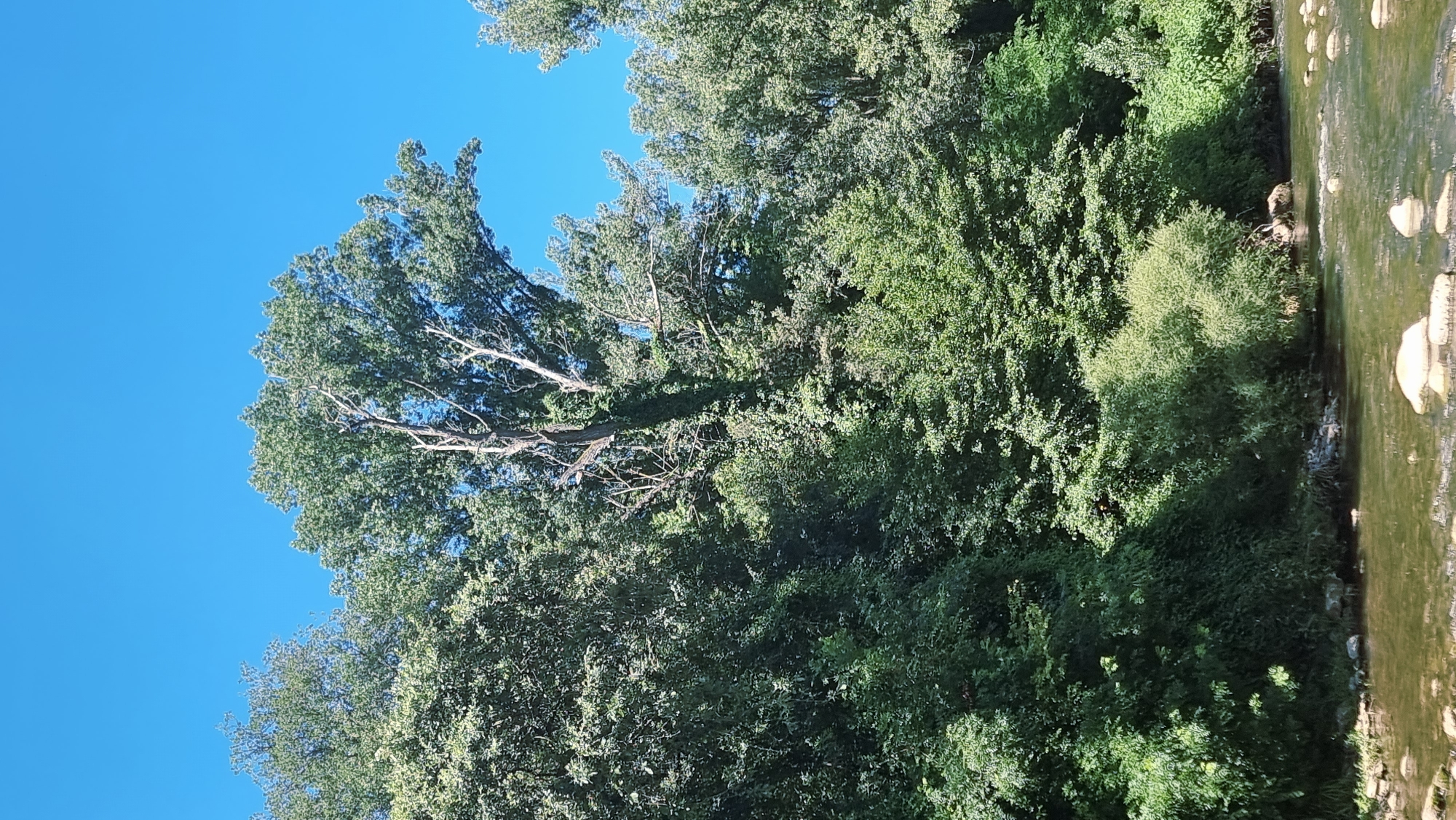 The image shows a natural scene with a clear blue sky above a dense canopy of lush green trees. The trees are varied in size and shape, with some appearing older and taller than others, their branches reaching outwards and upwards. A large, prominent tree in the center of the frame has a stark, almost skeletal appearance with some dead branches, contrasted by green foliage and ivy clinging to its trunk. In the foreground, a body of water, possibly a river or stream, flows gently over a bed of rocks. The water is dark and reflects the surrounding greenery. The bank of the water body is lined with rocks and more dense vegetation. The overall impression is one of a vibrant, untamed natural environment. The specific location is identified as Montagut i Oix, Spain. There are no people or animals visible in the image.
