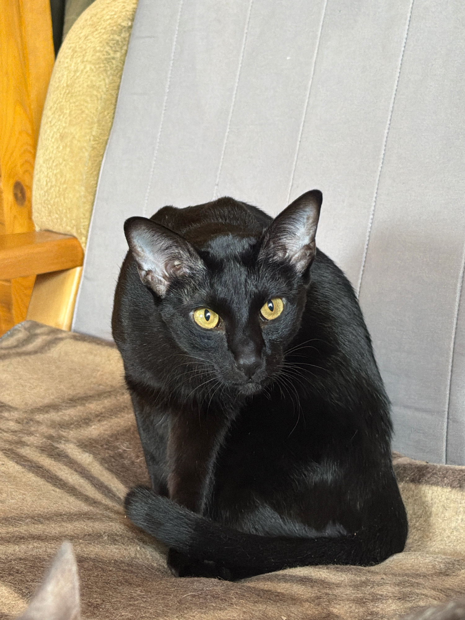 The image shows a black cat with bright yellow eyes sitting on a brown blanket draped over a chair. The cat is positioned in the center of the frame, facing to its right with its body slightly curved. Its tail is wrapped around its hindquarters. The background consists of a light gray chair with vertical stitching and the wooden frame of the chair on the left side. There are no people or any other discernible objects in the image. The lighting suggests an indoor setting, possibly a room in a residence. There is no information within the image to indicate a specific location in Teterevo, Russia.