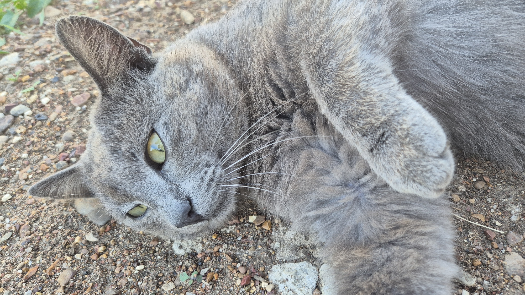 A grey cat lies on its side on a gravelly ground. The cat is facing the camera with its head tilted. Its eyes are open and green, and its whiskers are fanned out. The cat's body is relaxed, with one paw curled up towards its chest. The ground is covered in small stones and pebbles, with a few dried leaves scattered around. There is no visible sign of the cat's location in Косяковка, Russia.