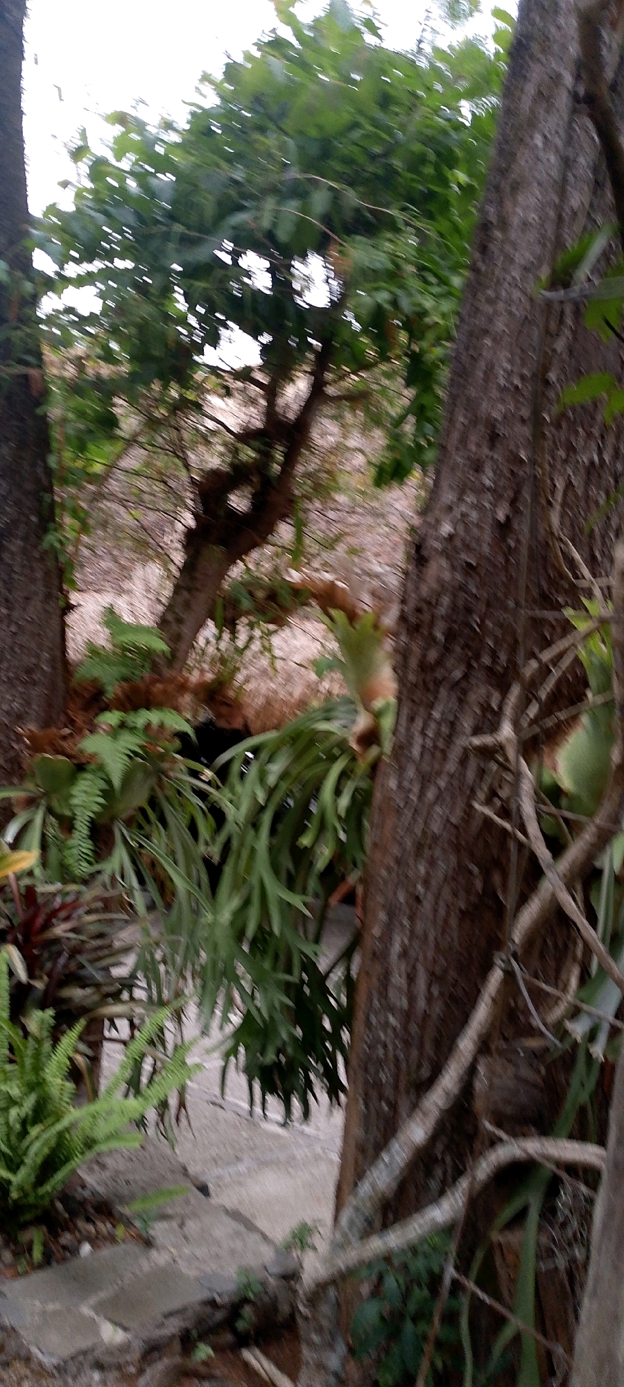 The image shows a garden with several trees and plants, including ferns and what appears to be a staghorn fern. There is a rough concrete pathway winding through the garden. The scene is framed by the trunks of two trees in the foreground and background. The lighting suggests it is daytime. The image lacks discernible landmarks to place it specifically within Bandung City, Indonesia.