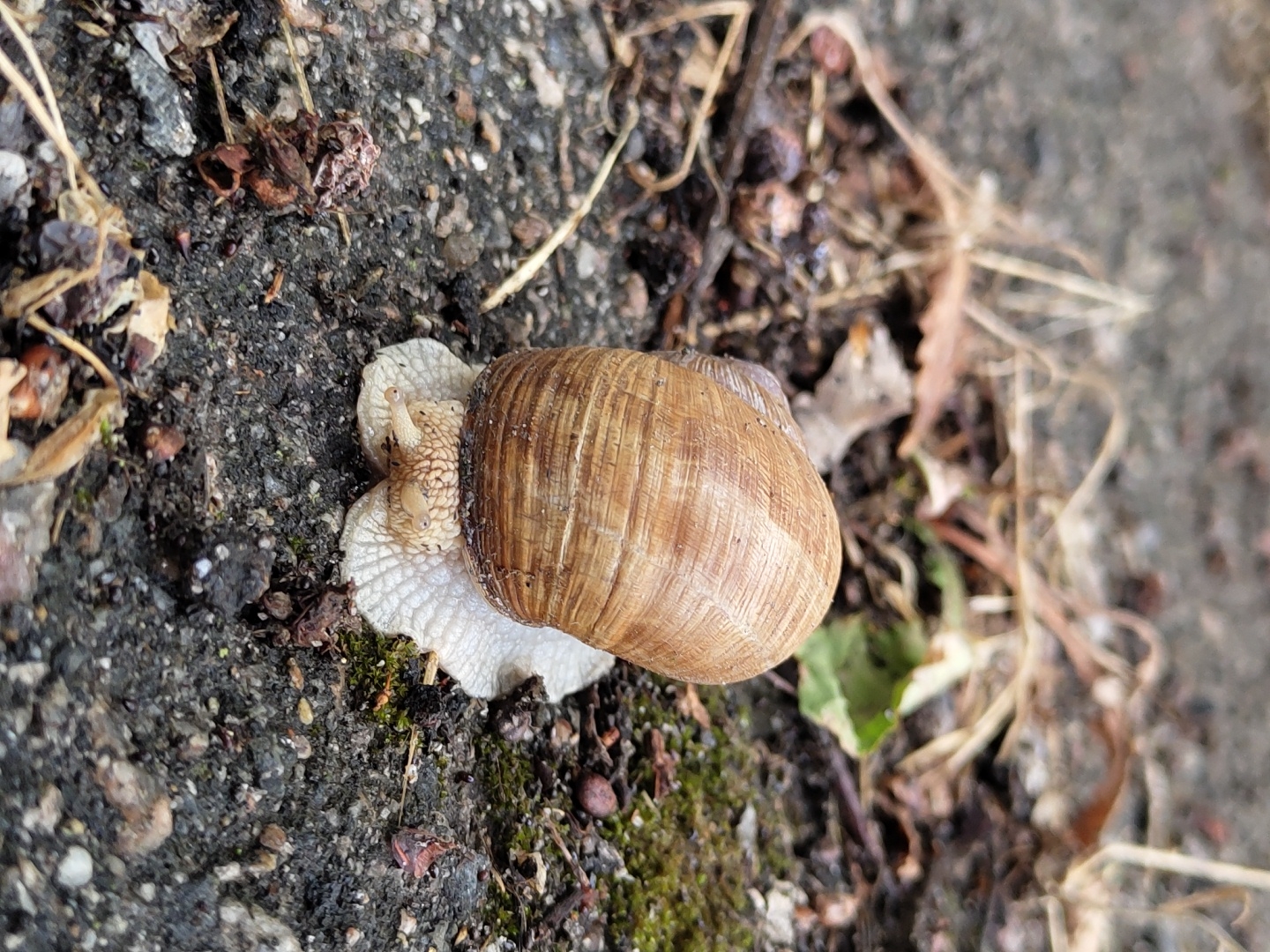 A snail with a large, brown, ribbed shell is positioned on dark, rough ground, likely a path or soil. The snail's body is visible, featuring a pale, slimy foot and two visible eye stalks. It appears to be stationary or moving slowly across the textured surface, which is interspersed with small pebbles, dried leaves, twigs, and some patches of green moss. The background is blurred, suggesting a shallow depth of field, and shows more of the same ground with some dry grass stalks. The lighting appears natural, possibly indicating daytime. There are no people, text, or specific location cues visible in the image.