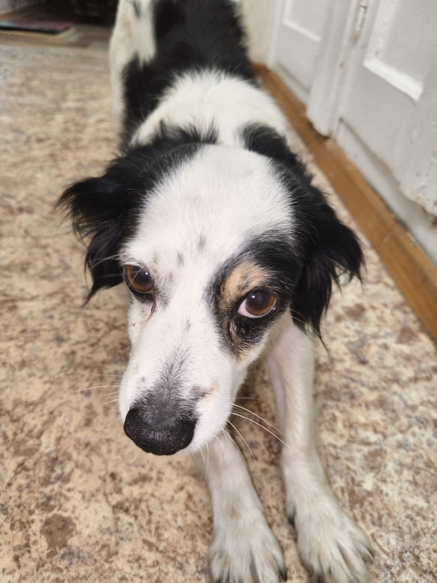 A black and white dog with brown eyes is lying on a patterned floor. The dog's head is tilted slightly to the left, and its gaze is directed upwards and towards the viewer. The dog's ears are black and flopped forward, and its fur is a mix of black and white. The floor appears to be made of linoleum or tile, with a speckled brown and beige pattern. In the background, a wooden baseboard runs along the wall, and a white door is visible. The lighting in the image is soft, casting a slight shadow on the dog's face. No people are present in the image. The scene appears to be an indoor setting, possibly a home.