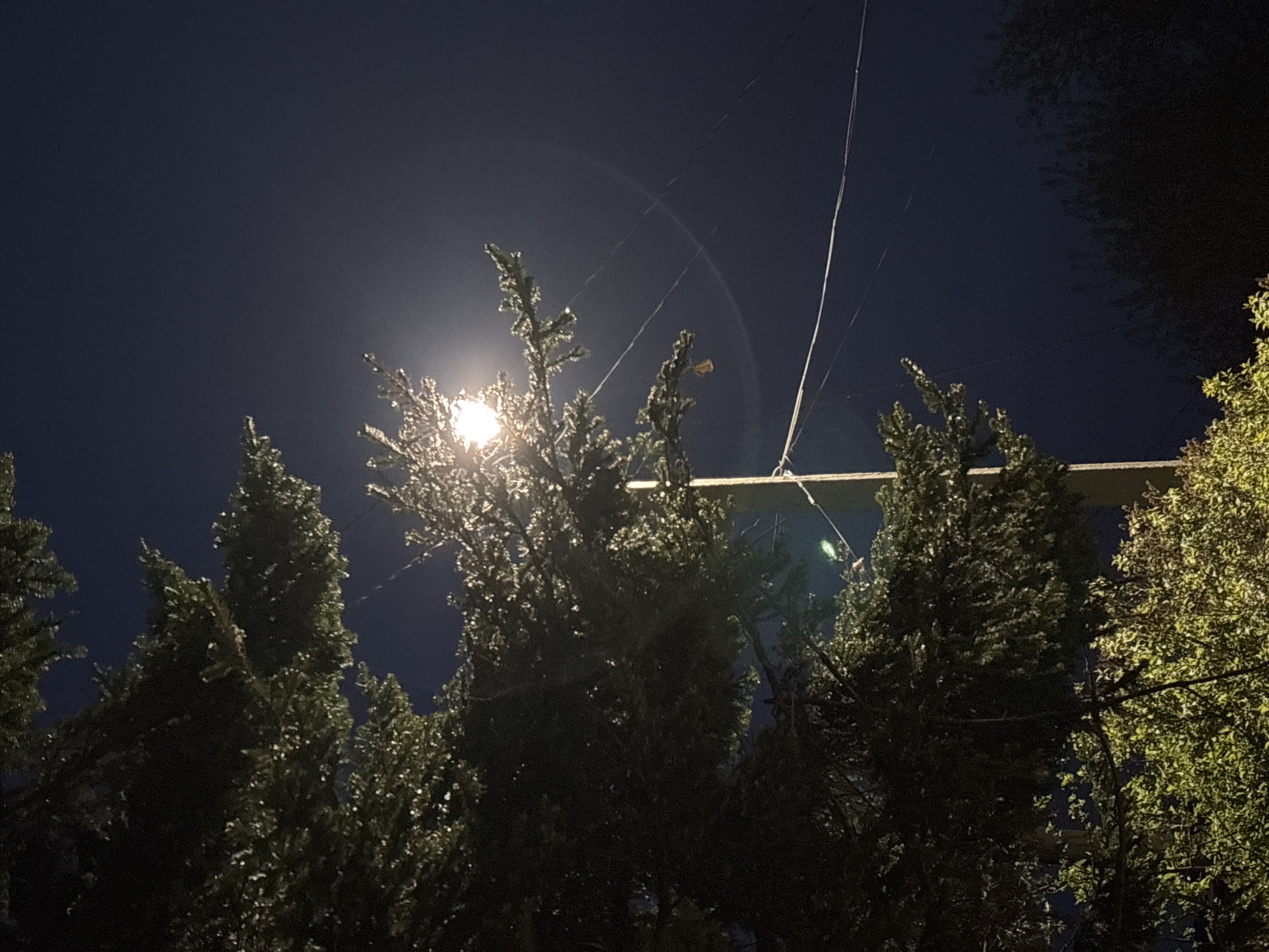 The image depicts a night scene in what appears to be a residential or suburban area in the city of Фоки, Russia. Several coniferous trees are silhouetted against a dark, almost black sky. A bright street light illuminates the scene, casting a strong glare and a halo effect. Power lines are visible, intersecting the upper portion of the image. An overhead horizontal beam is partially visible. The trees are heavily shadowed, suggesting minimal ambient light beyond the street light. The general environment appears quiet and still.