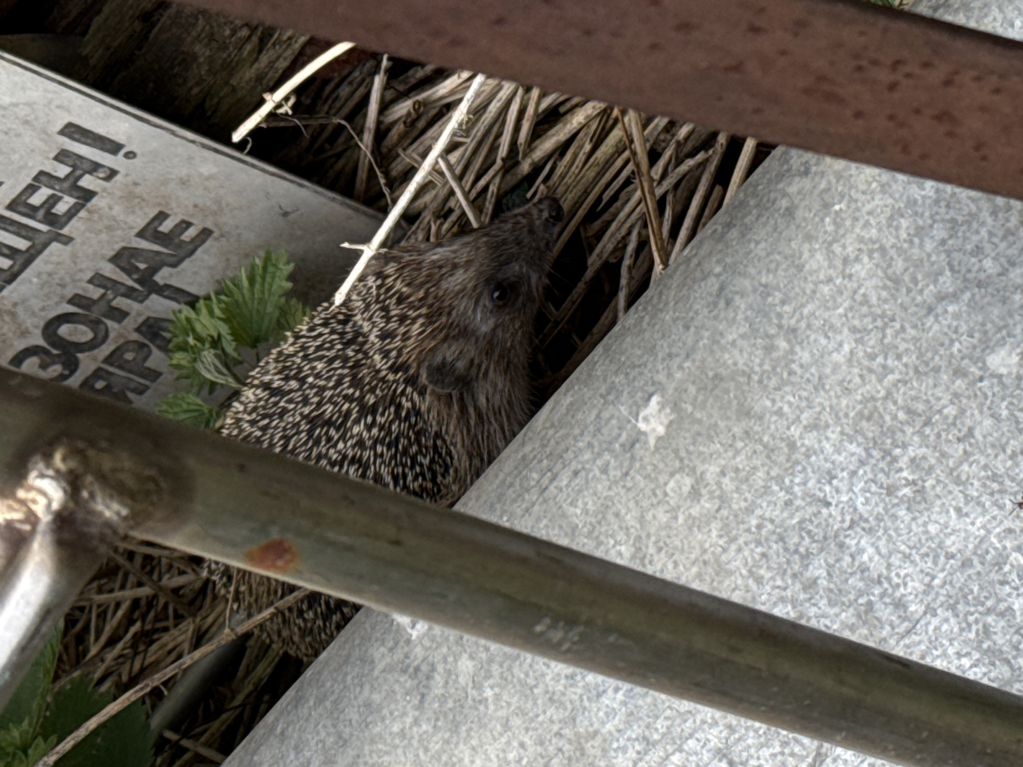 A hedgehog is nestled among dry grass, a metal sign, and a galvanized metal sheet in Molodezhnyi, Russia. The hedgehog is facing right. The metal sign has Cyrillic text. The scene is partially obscured by metal bars.
