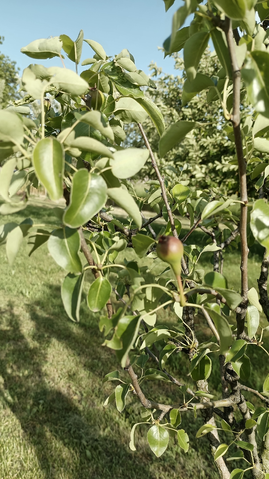 A close-up, outdoor shot shows a young tree with green leaves and a small, green pear growing on a branch. The scene is set in Sennik, Bulgaria. The background features blurred greenery and grass, suggesting a garden or orchard setting. The lighting indicates it is daytime with bright sunlight. No people or other distinct objects are visible.