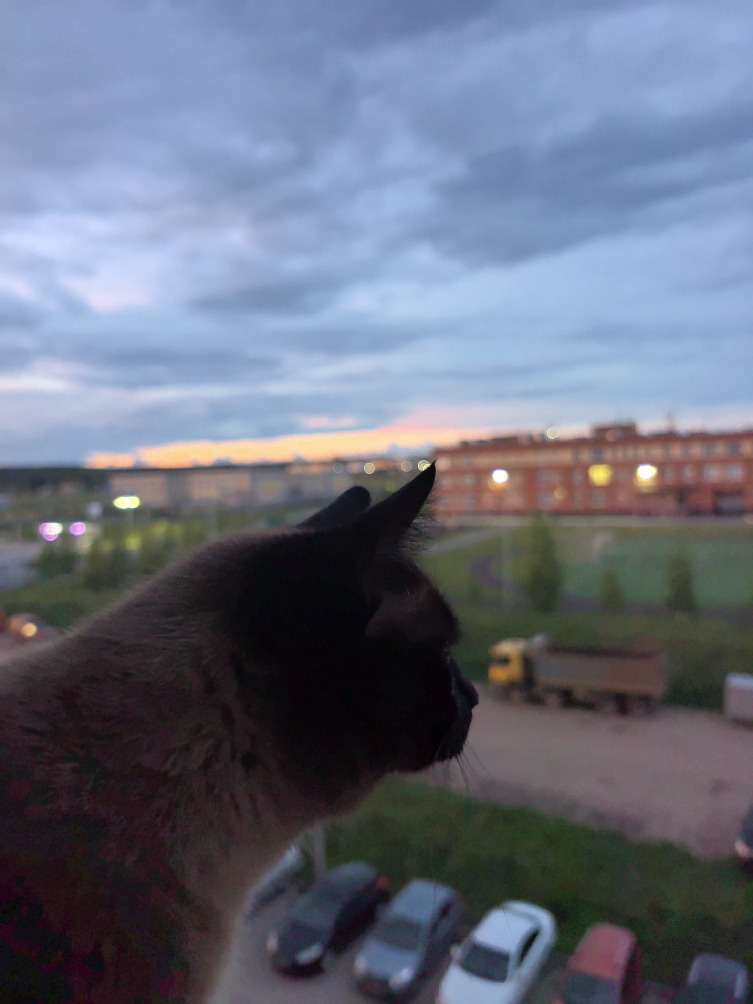 A Siamese cat with dark brown fur and a black face and ears is in the foreground, gazing out over a neighborhood at dusk. The background features a blurred view of a Russian city at twilight, with apartment buildings, parked cars, a green area, and a distant sunset glow visible in the sky. A truck is also visible behind some grass. This photo was taken in the city of Фролы, Russia.