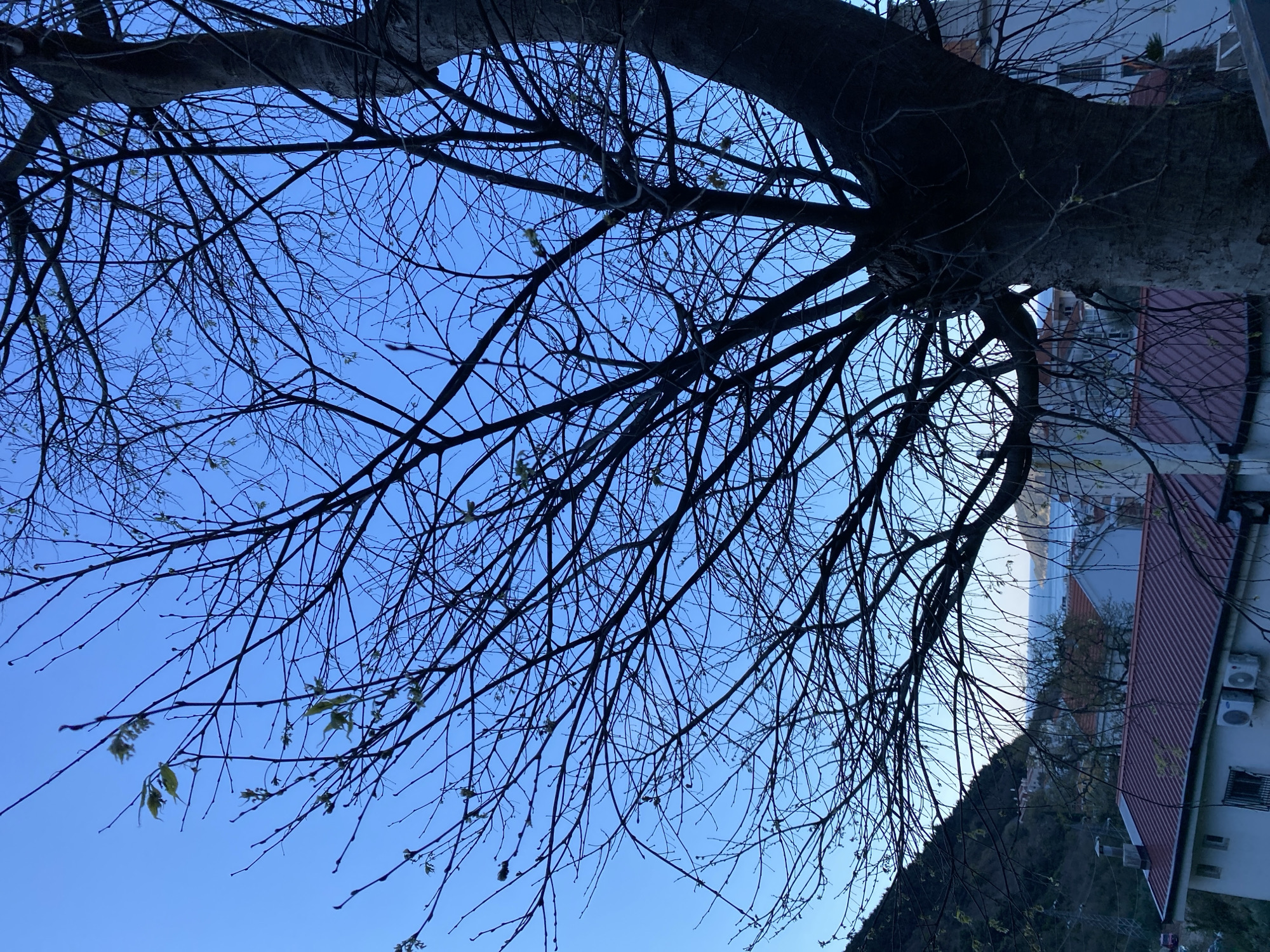 The image shows a low-angle view of bare tree branches against a clear, bright blue sky. Some buds and small leaves are emerging on the branches. Behind the tree, there's a partial view of a building with a red-tiled roof, a hillside covered in vegetation, and a glimpse of water. The scene evokes the early stages of spring. The location is likely Budva, Montenegro, due to the architecture and landscape elements common in that region. No people are visible in the image.