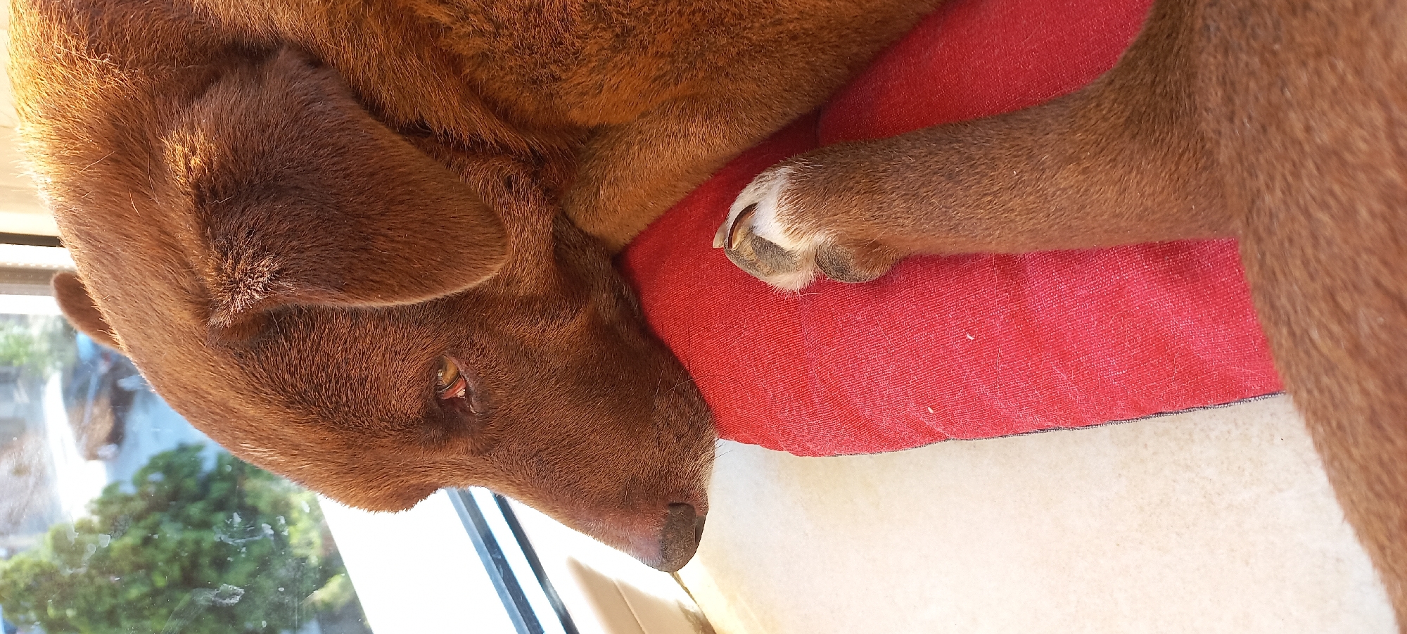 A brown dog, likely a Labrador or similar breed, is captured in a close-up, high-angle shot, resting indoors next to a window in Sofia, Bulgaria. The dog's reddish-brown fur is illuminated by bright sunlight, casting a warm glow, especially on its head and back, suggesting it is daytime. It lies peacefully on its side on a vivid red cushion or bed, with its head towards the bottom of the frame.
One of the dog's eyes is partially open, revealing a glimpse of its yellowish-brown iris, while its snout and nose are visible. A front paw, with prominent, neatly trimmed claws—some featuring white tips—is extended onto the red surface. Through the adjacent window, a blurred outdoor scene is visible, featuring green foliage, indicative of trees or bushes, and hints of a structure in the distance, suggesting an urban or suburban setting. The overall impression is one of a calm and relaxed animal enjoying a moment of rest. No text is visible in the image.