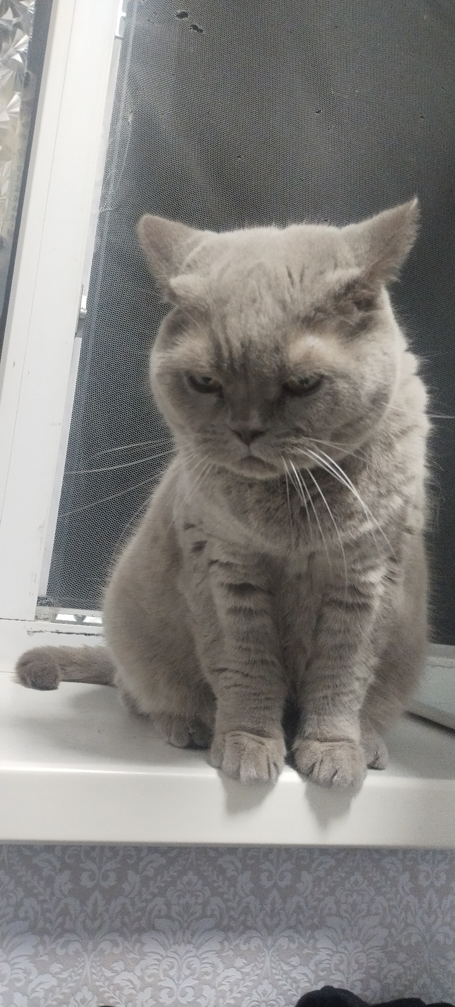 A fluffy, gray British Shorthair cat is sitting on a white windowsill. The cat is facing forward with its eyes looking down, giving it a somewhat grumpy expression. Its ears are slightly flattened, and its whiskers are prominent. Behind the cat is a dark gray window screen, and to the left, a white window frame. The windowsill is clean, and the background below the sill appears to be wallpaper with a subtle, ornate pattern. There is no indication of the cat's interaction with its environment or any other living beings. The image does not provide any information about its location in the city of Pisochyn, Ukraine.