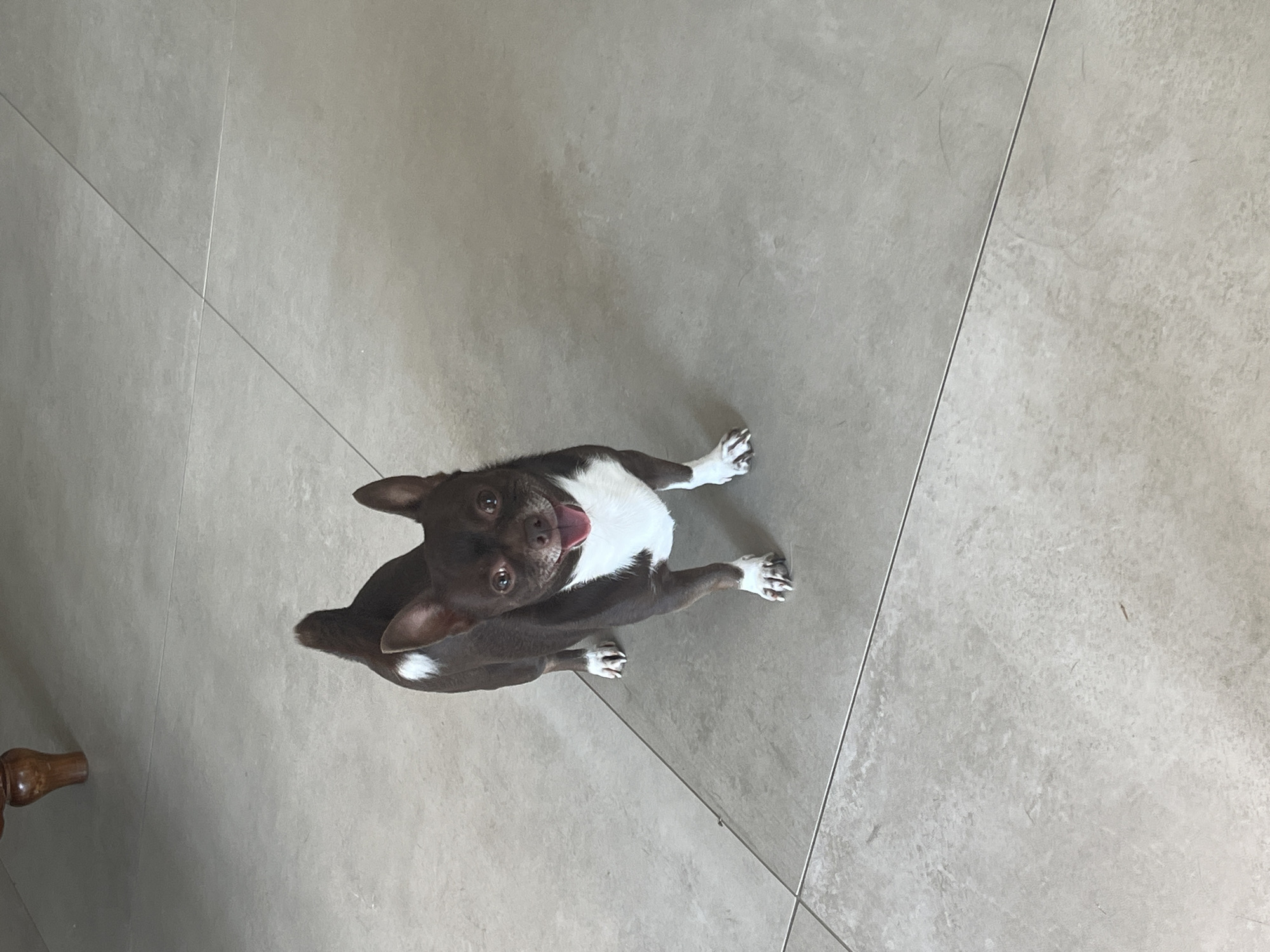 A small, brown and white Chihuahua is standing on a light grey tiled floor. The dog is facing the camera with its mouth open and tongue sticking out. Its tail is raised and curved over its back. The dog has large, alert ears and dark eyes. The tiled floor has visible grout lines. In the upper left corner of the image, a portion of a wooden furniture leg is visible.