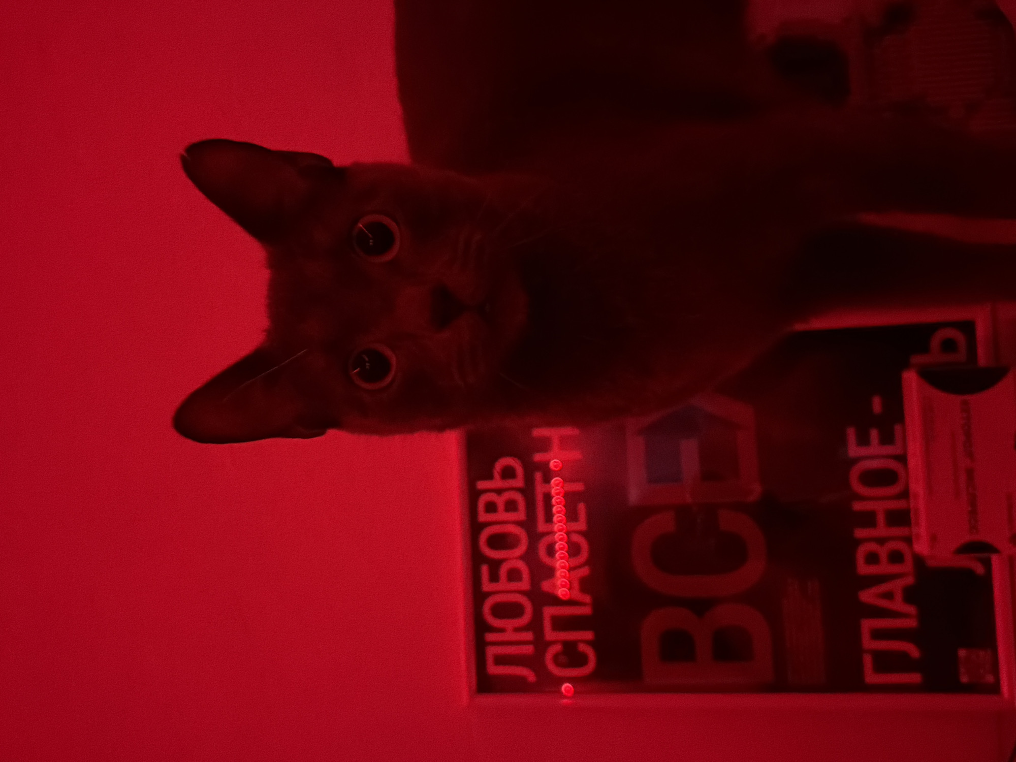 A cat with large, wide eyes is positioned centrally in the frame, looking directly at the camera. The cat is dark in color and appears to be in a dimly lit environment illuminated by a red light source. Behind the cat, to the left, is a dark board with text in Russian illuminated by a red neon glow. The text reads "ЛЮБОВЬ СПАСЕТ ВСЕ ГЛАВНОЕ-". The overall scene has a moody and somewhat abstract quality due to the red lighting and the close-up framing of the cat. The location is not identifiable from the image.