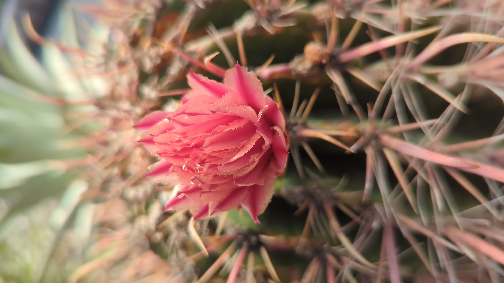 A close-up, high-angle macro photograph captures a vibrant pink cactus flower in full bloom, centered within the frame. The flower's delicate, layered petals are tinged with a lighter shade at their edges and appear to glisten with moisture. Surrounding the bloom are the sharp, reddish-pink spines of the cactus, some of which are in sharp focus while others blur into the background, creating a soft bokeh effect. The background consists of more out-of-focus cactus elements and hints of green foliage. The image lacks any human presence or activity and provides no discernible information about its location within the city of Laval, Canada.