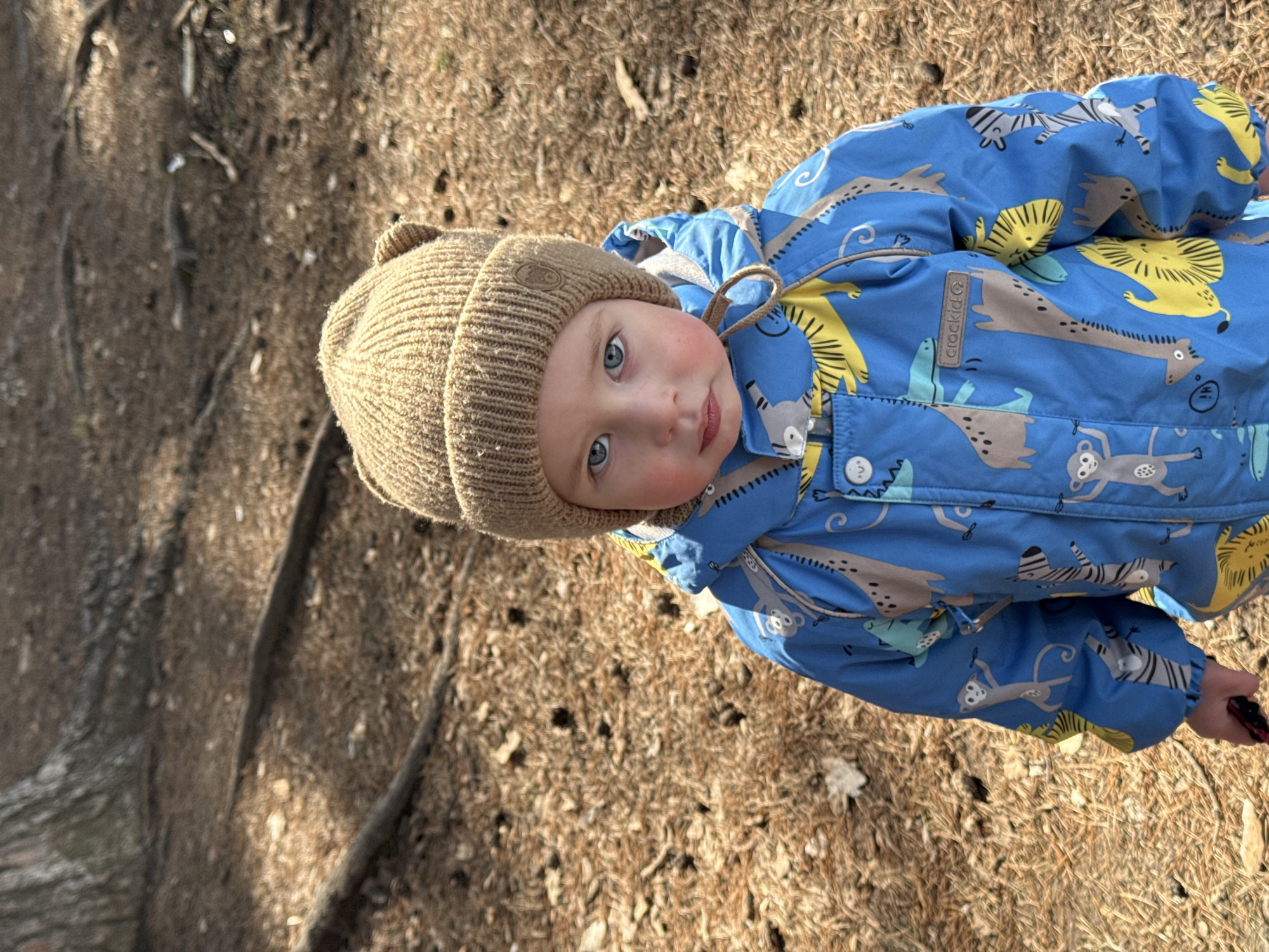 A young child with light skin, blue eyes, and a tan knit hat with small ears is shown from a high angle. The child is wearing a blue patterned snowsuit with cartoon animals, including monkeys, zebras, lions, and giraffes. The child is standing on a ground covered in brown pine needles and dirt. Patches of sunlight illuminate the area. The location is Chaikovsky, Russia.