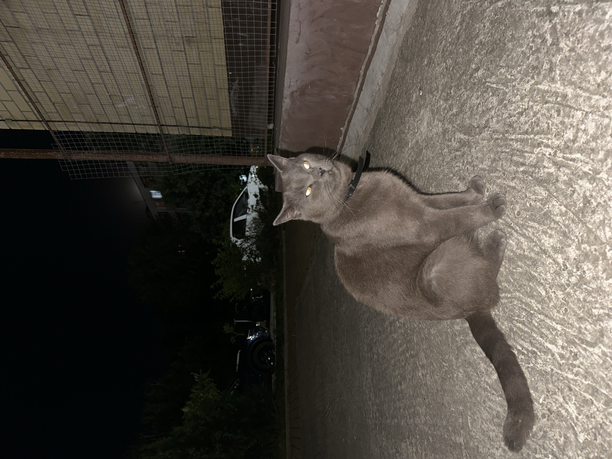 A full-body shot of a grey British Shorthair cat, sitting on a concrete surface in what appears to be an urban or suburban environment at night. The cat is wearing a black collar and its eyes are glowing yellow due to the flash. In the background, partially obscured by trees and darkness, are parked vehicles, including what looks like a dark SUV and a white car. To the right, a brick building with a wire fence in front of it is visible. The ground has a rough texture with some visible lines and markings. The overall setting suggests an outdoor area at night, possibly a courtyard or parking lot in Nevinnomyssk, Russia.