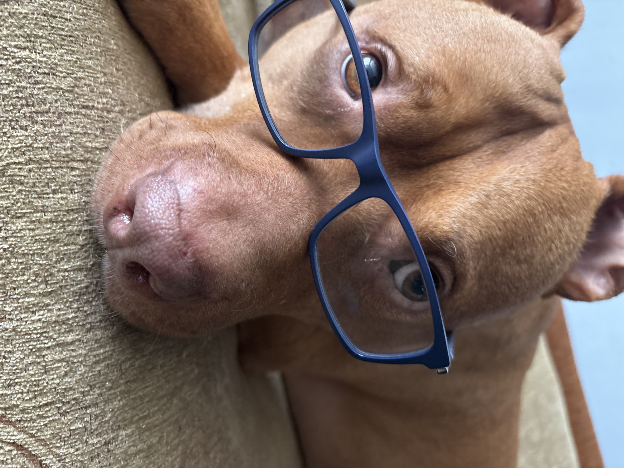 A close-up shot depicts a reddish-brown dog with a short coat lying on a tan fabric surface, possibly a couch or cushion. The dog has blue framed glasses resting on its face, positioned slightly askew. The dog's eyes are visible, one directly visible through the lens of the glasses and the other partially obscured by the frame. The dog's nose and mouth are also visible. The background appears to be a light blue or grey wall. There is no indication of the location being Sofia, Bulgaria or any other city.