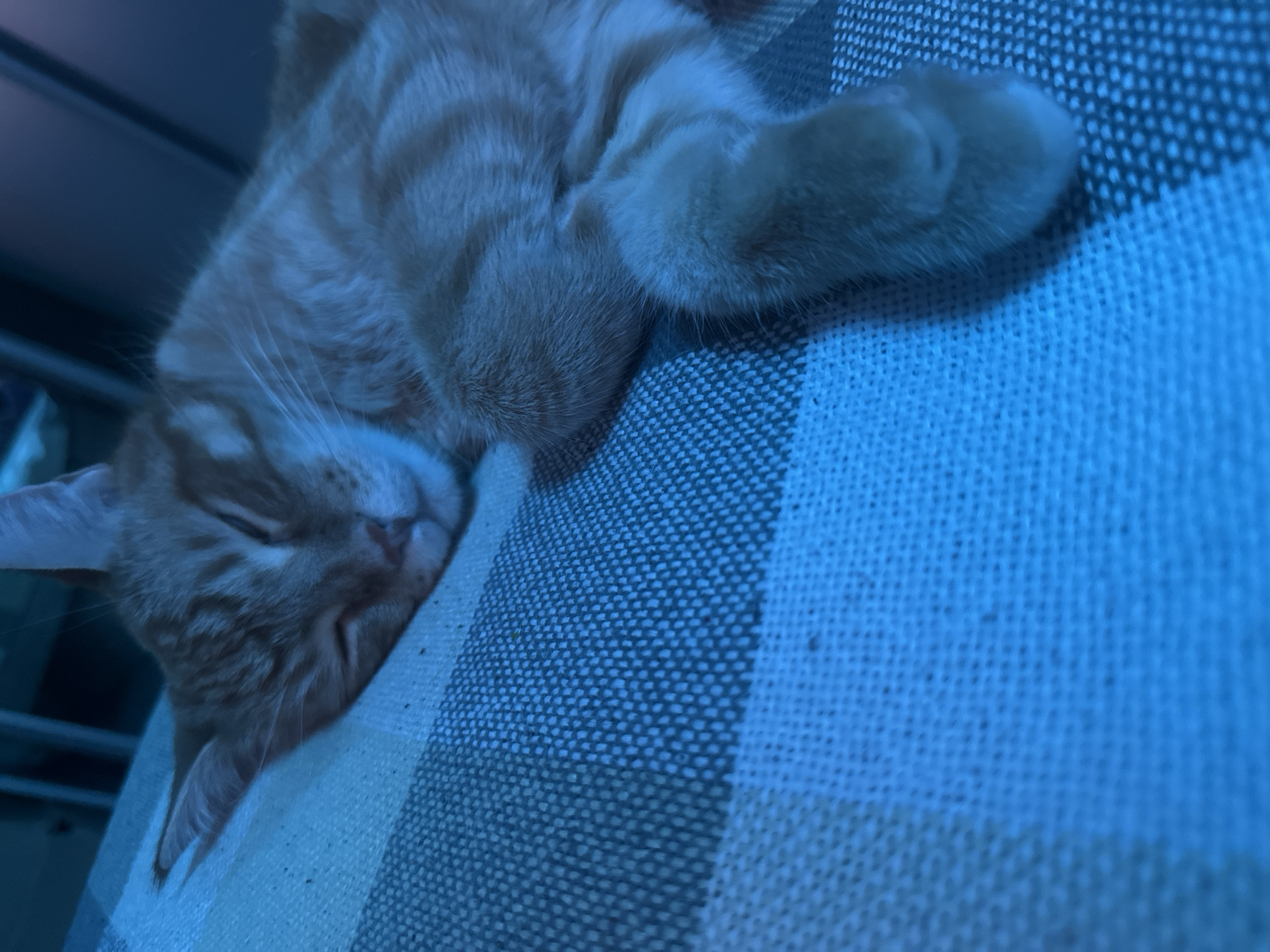 An orange tabby cat is sleeping on a blue and white striped surface. The cat is curled up, with its eyes closed and paws tucked in. The surface appears to be fabric, possibly a blanket or a cushion, with a woven texture. The lighting in the image is dim and cast in a blue hue, creating a tranquil atmosphere. The background is out of focus, but it appears to be an indoor setting. There is no information about the location in Omsk, Russia.