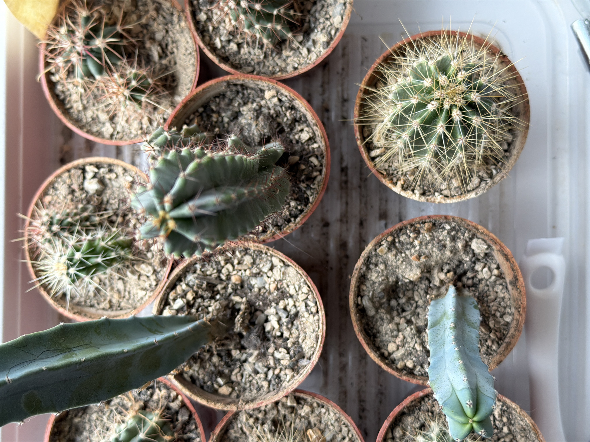 The image shows a collection of small potted cacti, viewed from directly above. The cacti are in various stages of growth and have different appearances. The pots appear to be made of terracotta, and are filled with a coarse, gravelly soil mix. The pots are arranged in a white plastic tray. The scene is well-lit. There is no visible indication of the location being Chaikovsky, Russia, or any information about people, actions, or interactions.