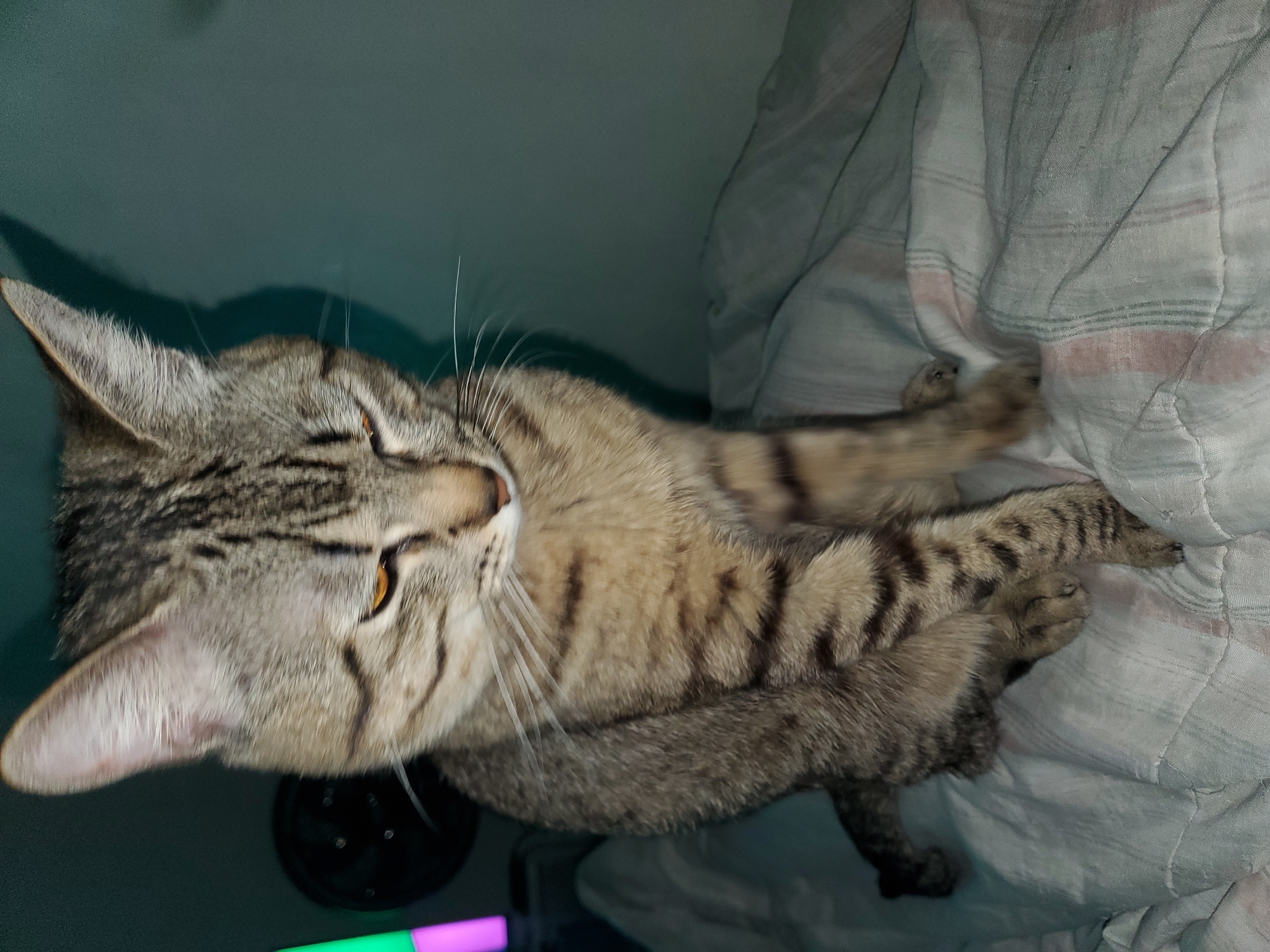 A cat is laying on a bed. The cat is a brown tabby with black stripes. The bed has a white and grey striped blanket with pinkish-red stripes. A green and purple highlighter is in the bottom left corner of the image. The background is a bluish-green wall. The photograph's location in Curitiba, Brazil, cannot be determined from the provided image.
