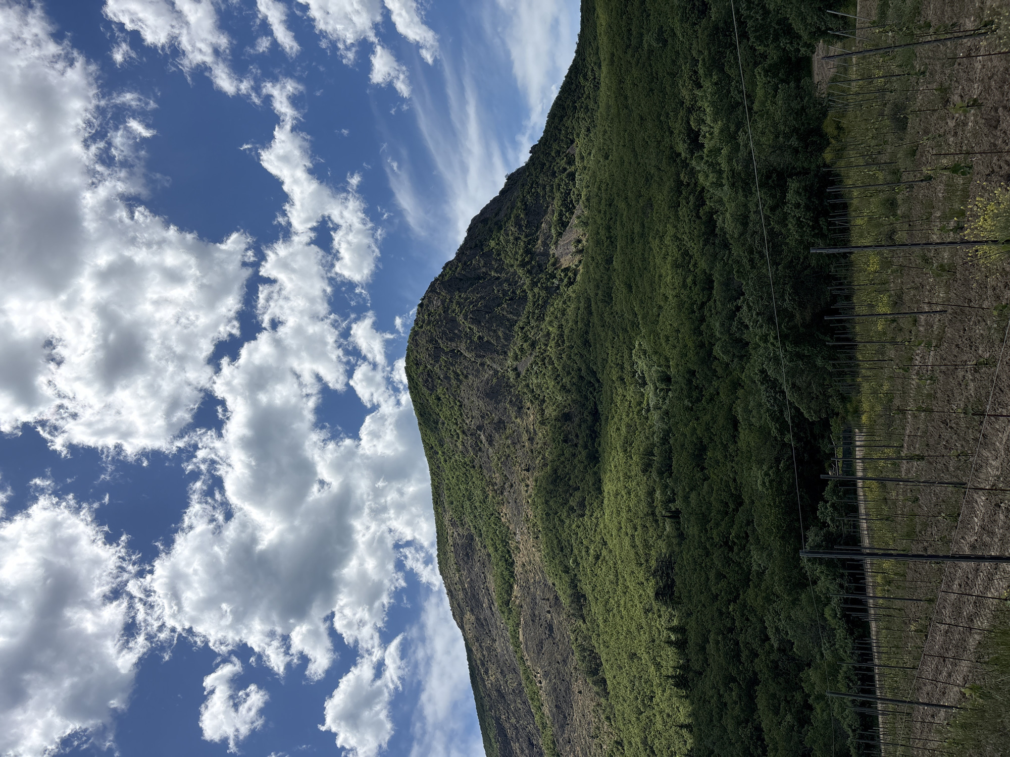 The image shows a mountainside in Гурзуфский поселковый совет, Ukraine, adjacent to a vineyard. The mountain is partially covered in dense green vegetation. The sky is blue with scattered white clouds. The vineyard is delineated by rows of vertical poles and wires. No people are visible.