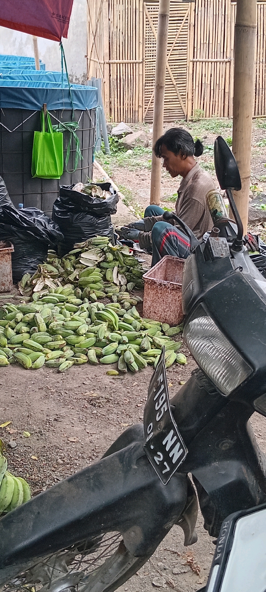 A person is sitting on the ground next to a large pile of unpeeled green bananas. The person is wearing a brown shirt and patterned pants. The bananas are spread out on the ground, and some appear to have been cut. There are also black plastic bags filled with what appears to be banana peels or waste. A motorcycle is parked in the foreground, partially obscuring the view of the bananas. In the background, there is a bamboo structure and a large blue water tank. The scene appears to be outdoors, possibly in a rural or semi-rural area. The license plate on the motorcycle reads "F 195 NN 09-27". This specific license plate format, starting with "F" and ending with a two-digit month and year, is characteristic of vehicle registration plates in West Java, Indonesia, which includes Tasikmalaya. The context of a large pile of bananas, possibly being processed or prepared for sale, along with the agricultural-style setting, aligns with common scenes in areas like Tasikmalaya which is known for its agricultural activities, including banana cultivation.