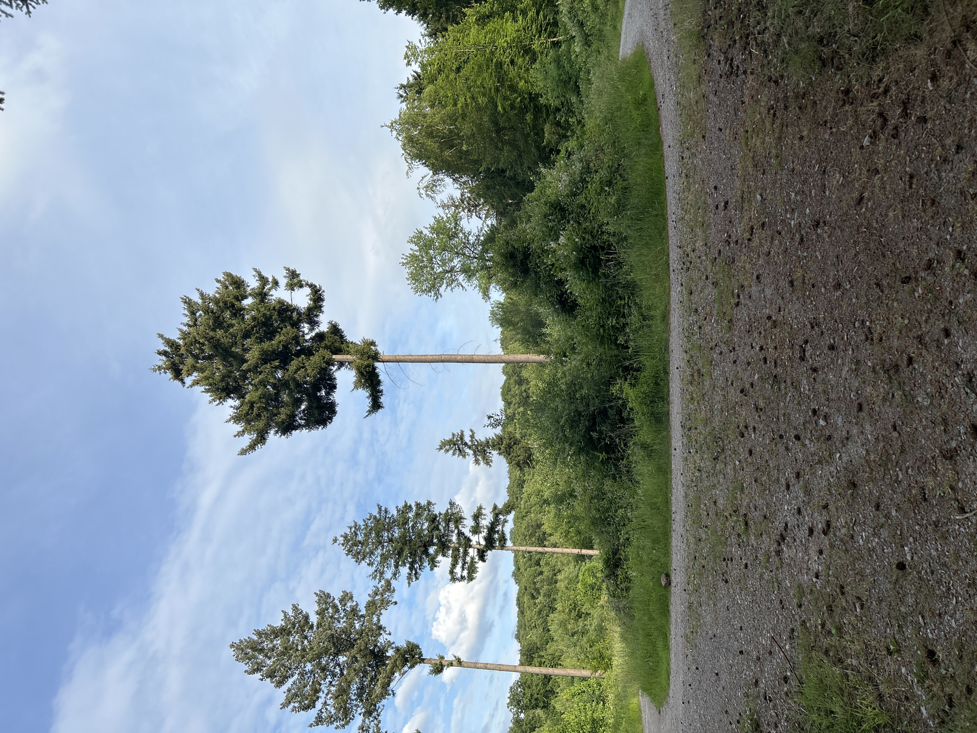 The image depicts an outdoor forest scene under a partly cloudy blue sky. The location is designated as Unknown, Unknown.
In the upper portion, the sky is light blue with scattered white, wispy clouds, which are denser on the left and more diffuse on the right. Directly below the sky, a dense forest fills the midground and background, composed of various shades of green deciduous and coniferous trees.
Four tall, slender coniferous trees with sparse green foliage stand prominently in the midground. The leftmost tree and the central-right tree are particularly tall, each featuring a distinct crown of green needles at its peak. The tree to the far right is partially visible.
In the foreground, a light brown gravel path curves, splitting into two distinct branches. The left branch curves sharply to the left, and the right branch curves to the right, both receding into the forested area. The path surface is covered with numerous small, dark brown pine cones and small stones. Green grass and dense green undergrowth line the edges of the path and the area between the path branches. A small, dark rock is visible on the grassy median where the path forks. No individuals or animals are present in the scene.